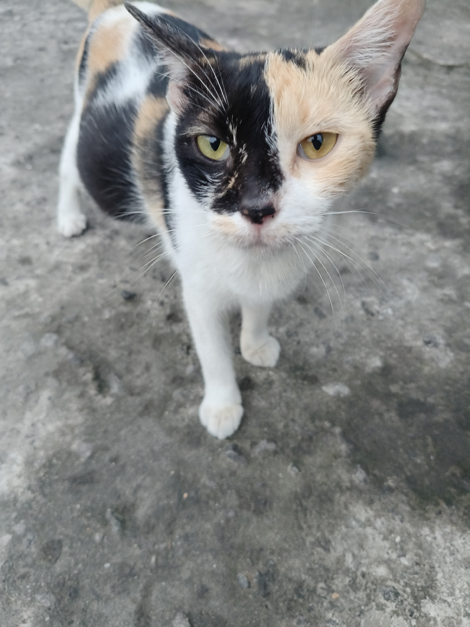 A calico cat stands on a concrete surface, looking directly at the camera. The cat has distinct patches of black, white, and tan fur. Its face is split with one side primarily black with a green eye, and the other side tan with a yellow eye. The cat's paws are white. The concrete surface appears weathered and uneven. The background is out of focus, but suggests an outdoor urban setting, potentially in South Tangerang, Indonesia.