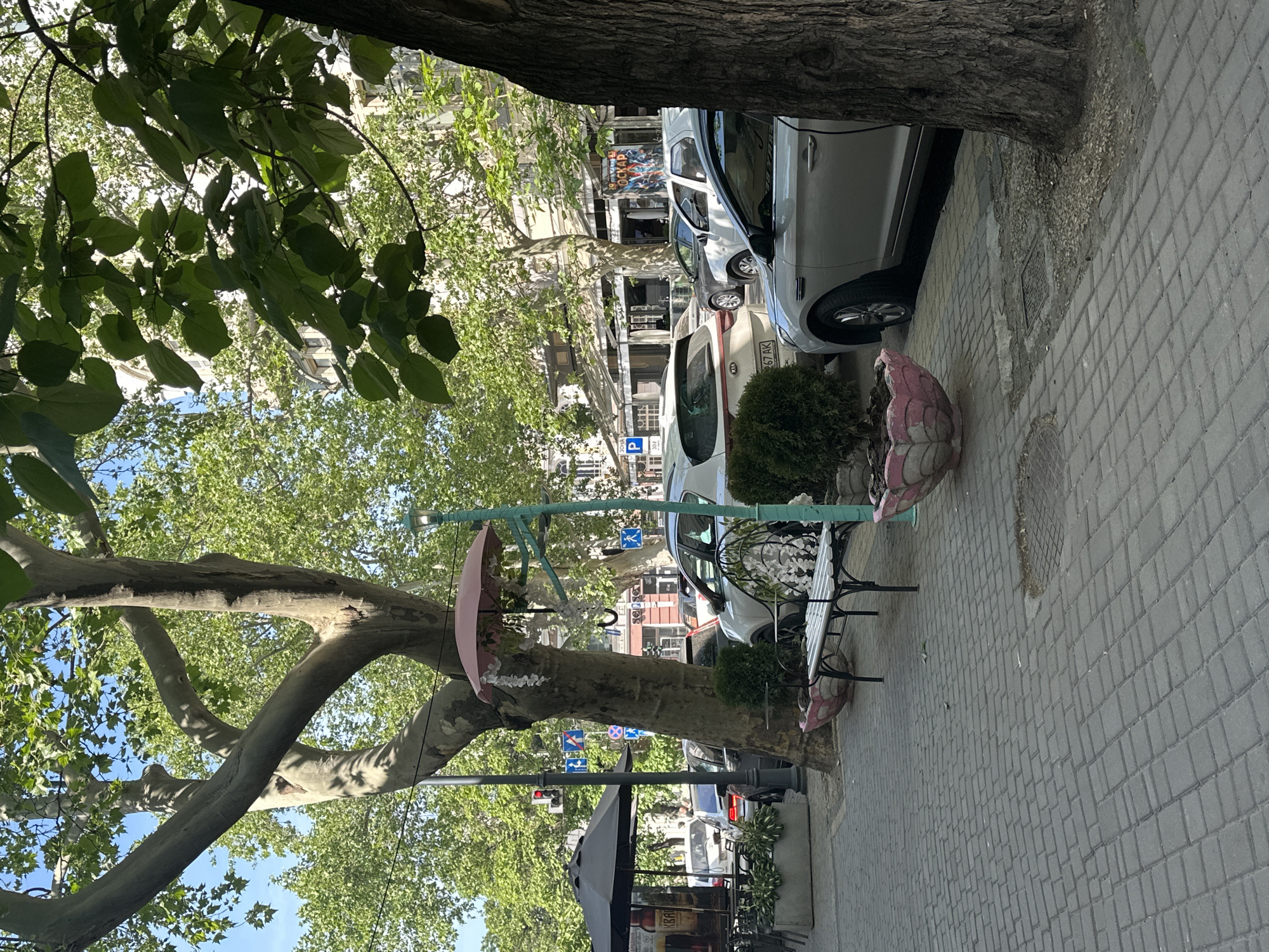 The image depicts a vibrant urban street scene on a sunny day, likely a sidewalk adjacent to a road with parked vehicles and commercial establishments. The time of day appears to be mid-morning or afternoon due to bright sunlight and distinct shadows. The sky is clear blue, visible through the canopy of large, mature trees.
In the foreground, a grey paver block sidewalk stretches across the lower portion of the frame. To the left, a portion of an outdoor cafe seating area is visible with dark grey tables and chairs under a large black market umbrella, and a rectangular grey planter containing small green plants. A dark street lamp post with a red traffic light and multiple blue and white informational road signs (including parking and pedestrian symbols) stands near the cafe area.
Dominating the midground is a massive tree with light grey bark and a widely branched canopy of green leaves, casting shadows on the pavement. Attached to the tree is a decorative light-teal colored pole from which a pink open umbrella, adorned with white floral garlands, is suspended. Below this decoration, a black metal bench with white slats is positioned between two large, ornate pink concrete planters, one of which contains a small green bush.
Behind the tree and street furniture, a line of cars is parked along the curb. Vehicles visible include a silver Kia SUV with a license plate partially reading "67 AK," a white compact car, and a dark grey sedan. Further down the street, additional white cars are parked.
The background features multi-story buildings with windows, suggesting commercial or residential use. One building displays a vertical poster with Cyrillic text, possibly advertising "ОСКАР" (Oscar) and "29 АПРЕЛЯ" (April 29). The overall environment is lush with green foliage from numerous trees lining the street. No individuals are clearly discernible in the immediate foreground, though distant figures may be present near the cafe. Manhole covers are visible on the pavement. The location is in the city of Unknown, Unknown.