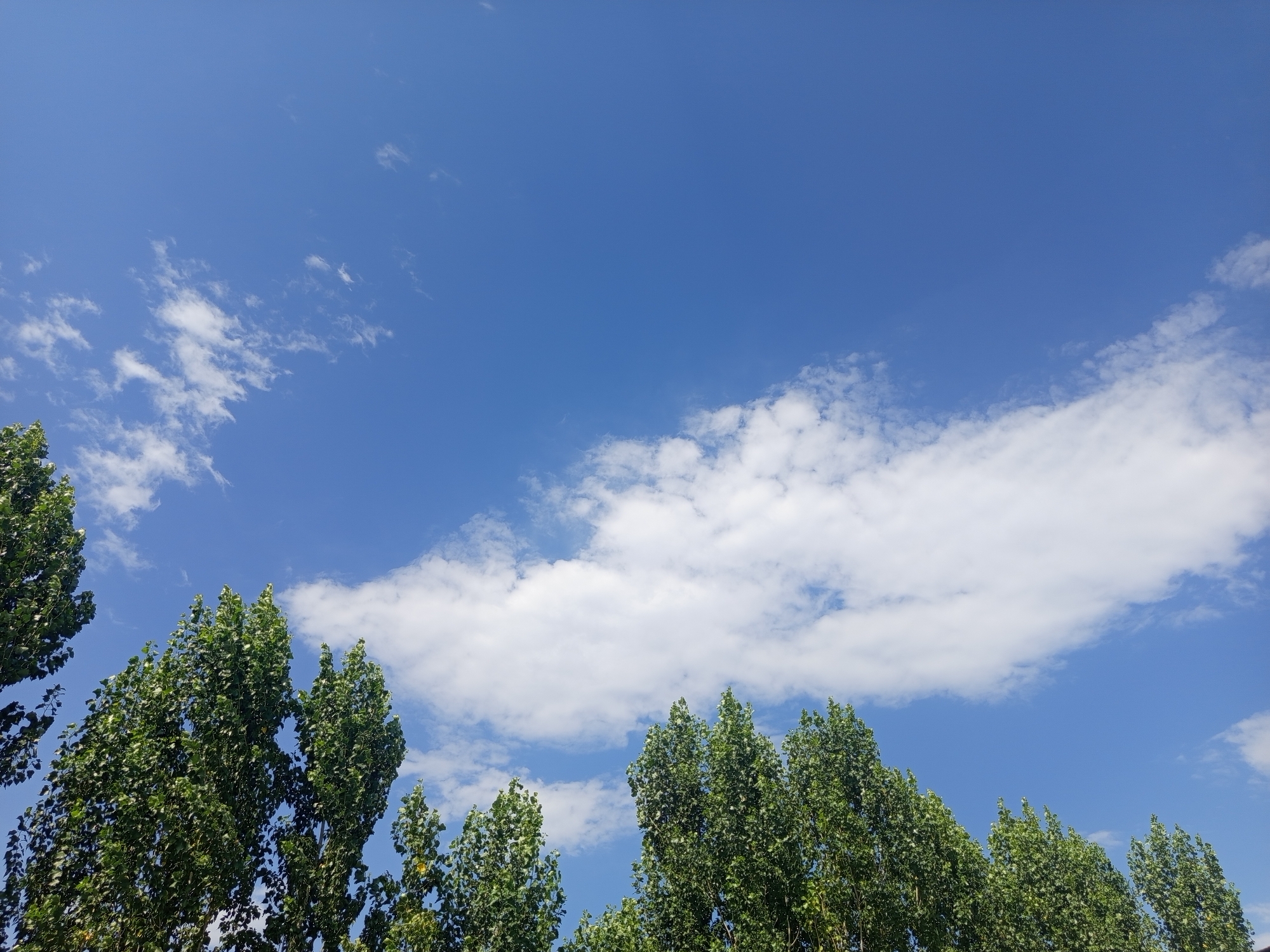 The image shows a clear blue sky with scattered white clouds, partially obscuring the view of tall, leafy green trees in the foreground. The trees are lush and dense, suggesting a warm, sunny day. The scene is likely outdoors, given the presence of trees and sky. The location is identified as Jardy-Su, Kyrgyzstan, indicating a natural or semi-rural setting within that region. There are no people or specific objects of interest visible in the frame beyond the natural elements.