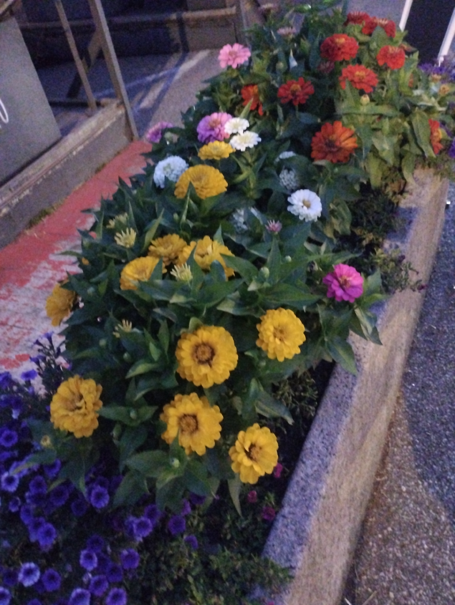 The image depicts a planter box filled with a vibrant assortment of flowers. Prominently featured are zinnia flowers in various shades of yellow, red, pink, and white, along with smaller purple flowers, likely petunias, at the bottom. The planter itself is made of a textured, light-colored material, possibly concrete, and is positioned outdoors, adjacent to a paved walkway and a red-painted curb or surface. In the background, a metal railing and a dark vertical panel with a partial white inscription are visible. The scene suggests an urban or public outdoor setting, consistent with the city of Muralto, Switzerland, likely a well-maintained public space or entryway. There are no people visible in the image.
