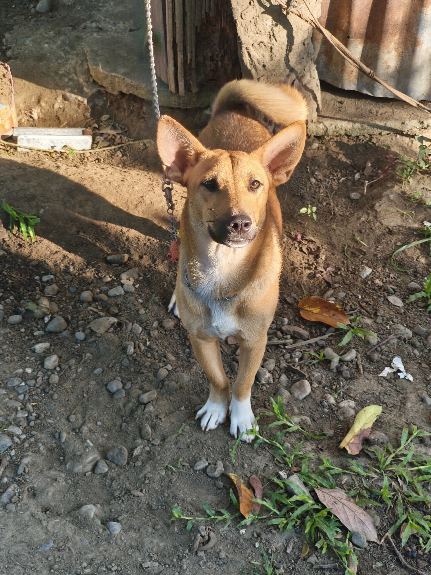 A medium shot, taken from an elevated vantage point, shows a light brown dog with white paws standing on rocky soil with some vegetation. The dog is leashed and facing the camera. The background includes a concrete wall and some weathered wood or metal structures. The location appears to be an outdoor space, with some natural lighting. No people are visible. The location is given as Unknown, Unknown.