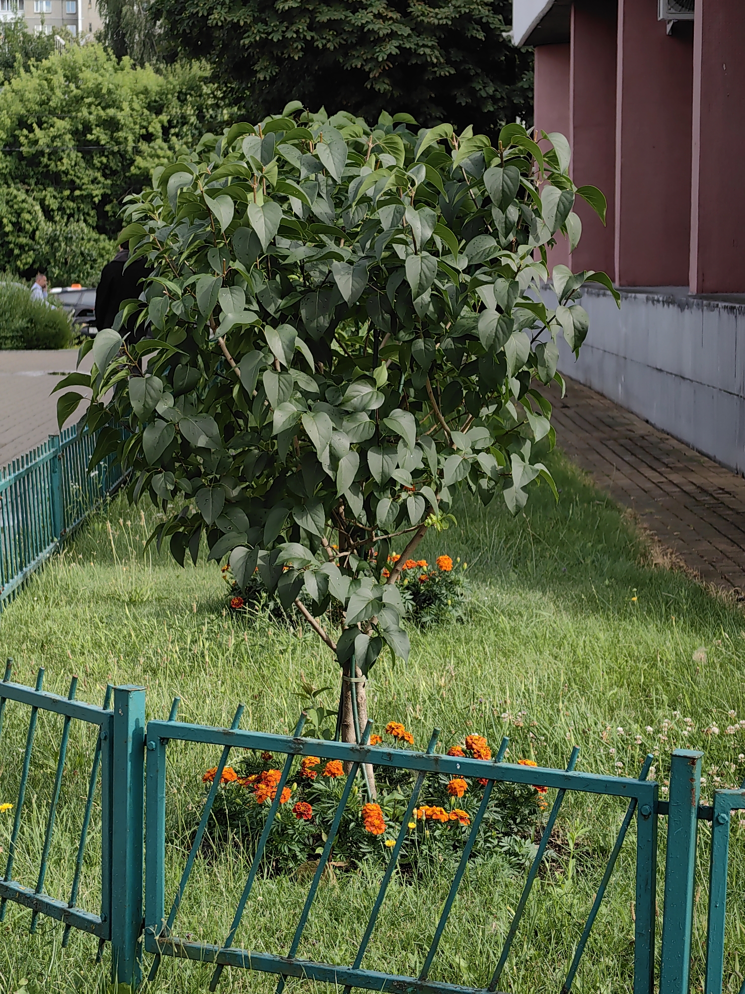 A medium shot captures a vibrant green tree with dense foliage and some orange flowers at its base, enclosed by a teal metal fence. The tree stands in a patch of grass, with a paved walkway and a brick building to its right. In the background, a few people can be seen walking near some cars. The overall scene suggests an urban setting, likely a park or residential area in Minsk, Belarus.
