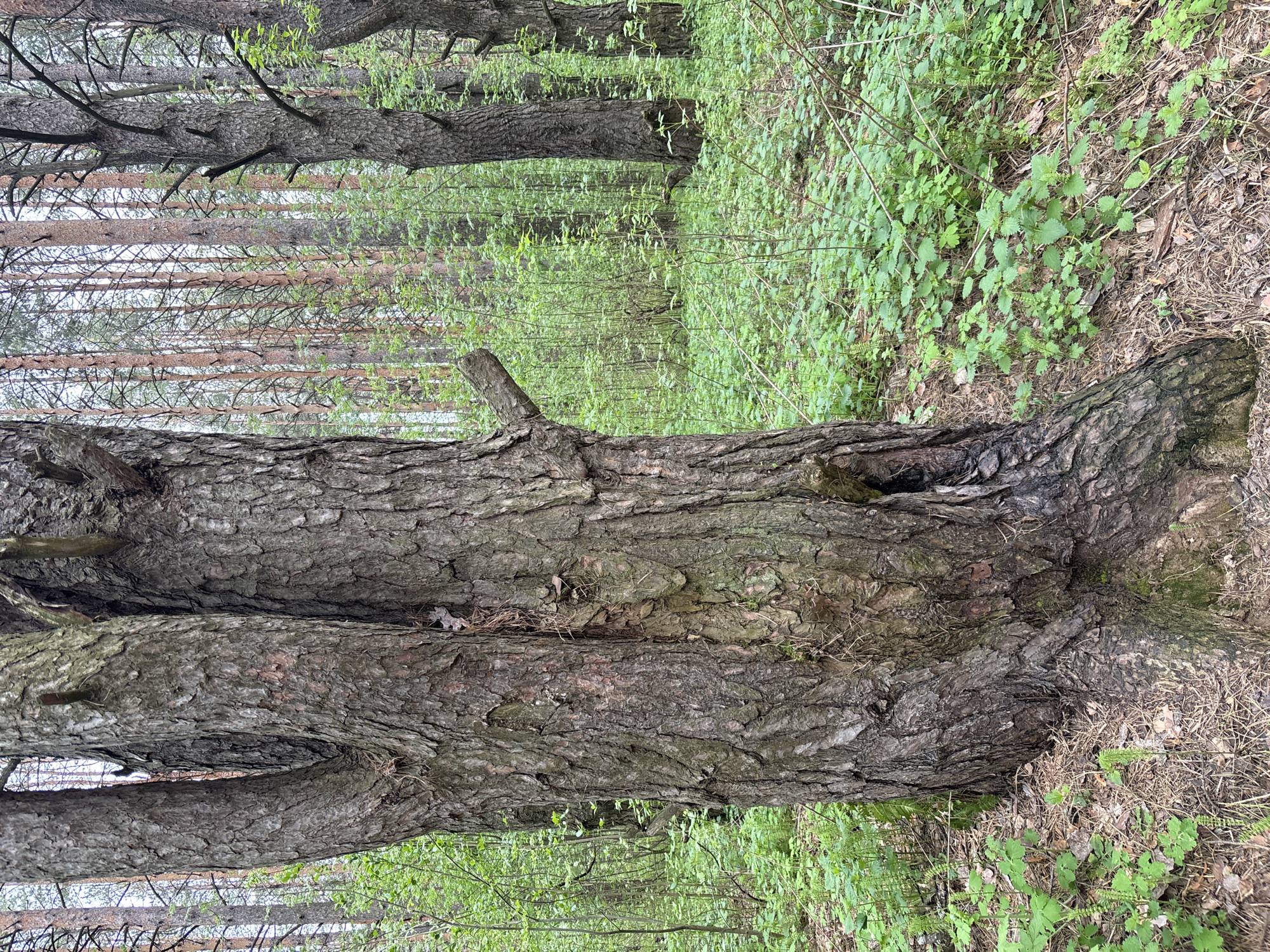 The image depicts a forest scene, likely in the vicinity of Chaikovsky, Russia, given the prompt. The focus is on a large, mature tree with deeply textured bark, possibly a pine or similar species common to the region. Undergrowth of low-lying green plants covers the ground, and further into the background are more trees forming a dense woodland. The scene is likely during spring or early summer, given the fresh green foliage. There are no people visible. The environment suggests a natural setting on the outskirts of the city, or in a park within it. The objects consist primarily of trees, vegetation, and the forest floor debris. There are no evident actions or interactions in the still image.