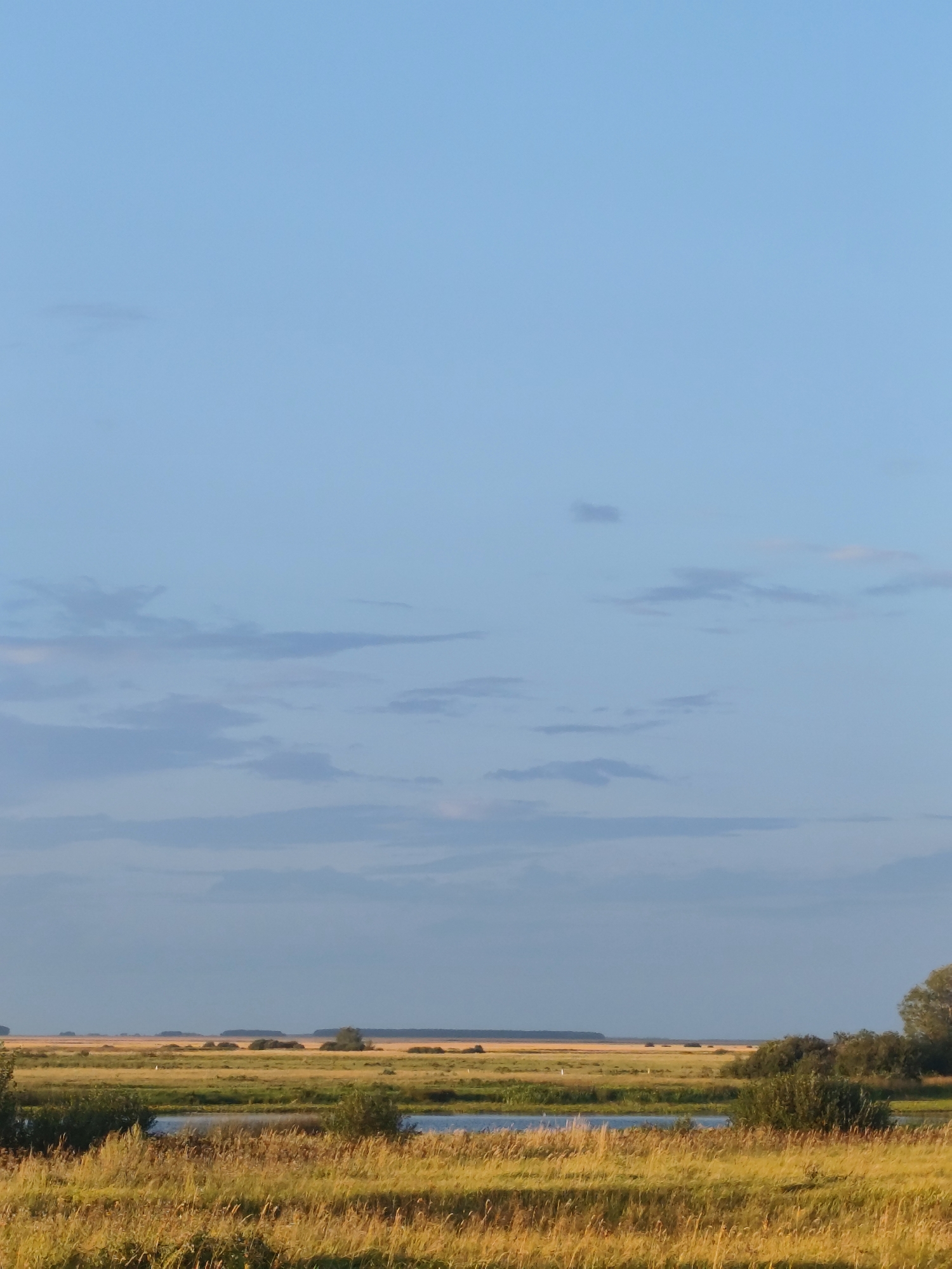The image depicts a vast, flat landscape under a clear, pale blue sky with scattered wispy clouds. In the foreground, tall, golden-brown grasses dominate, with some patches of darker green vegetation and a small body of water reflecting the sky. Further in the distance, the landscape transitions to fields of yellow and green, interspersed with small clusters of dark green trees and shrubs. The horizon line is low and mostly flat, with subtle undulations. There are no people or animals visible in the image. The overall impression is one of open space and natural, undeveloped terrain. This scene is located in the Nikolaev rural district of Kazakhstan.