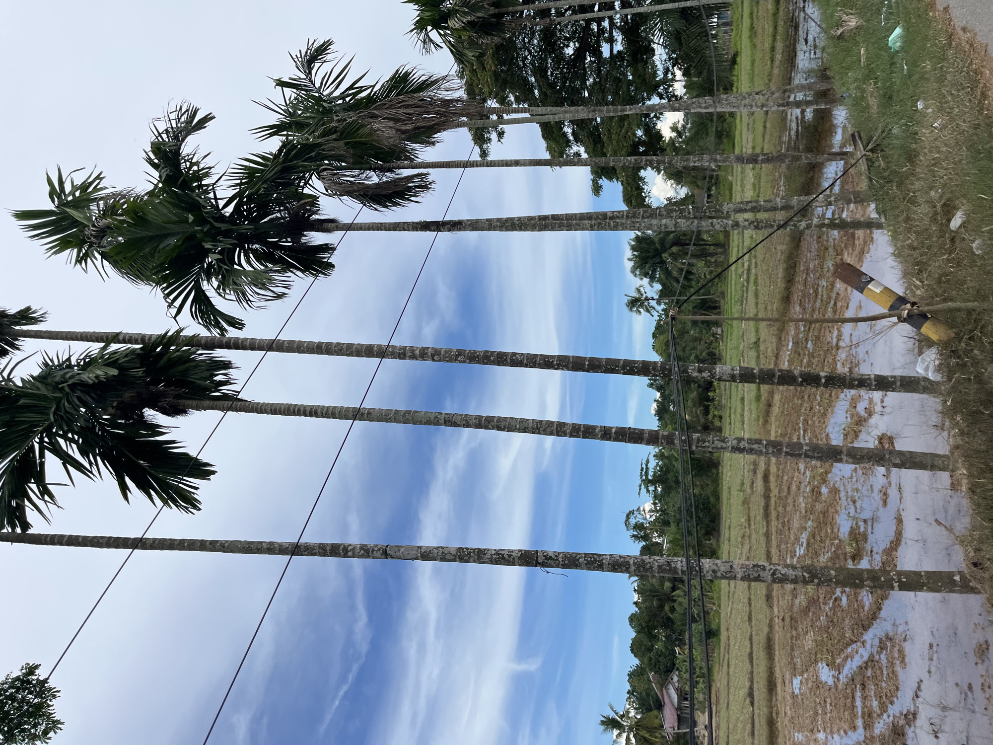 In Seunebobaru, Indonesia, a rural scene unfolds under a cloudy sky with patches of blue. Tall, slender palm trees with textured grey trunks line a flooded rice paddy field. The field is a mix of mud and standing water, reflecting the sky and trees. Across the field, a cluster of buildings with red roofs peeks through lush green foliage. Several power lines stretch horizontally across the frame, suspended between the palm trees. On the right side of the image, the ground slopes upward, covered in dry grass and some scattered litter, including a yellow and black striped pole. The overall atmosphere is tranquil and suggests a typical day in the Indonesian countryside.