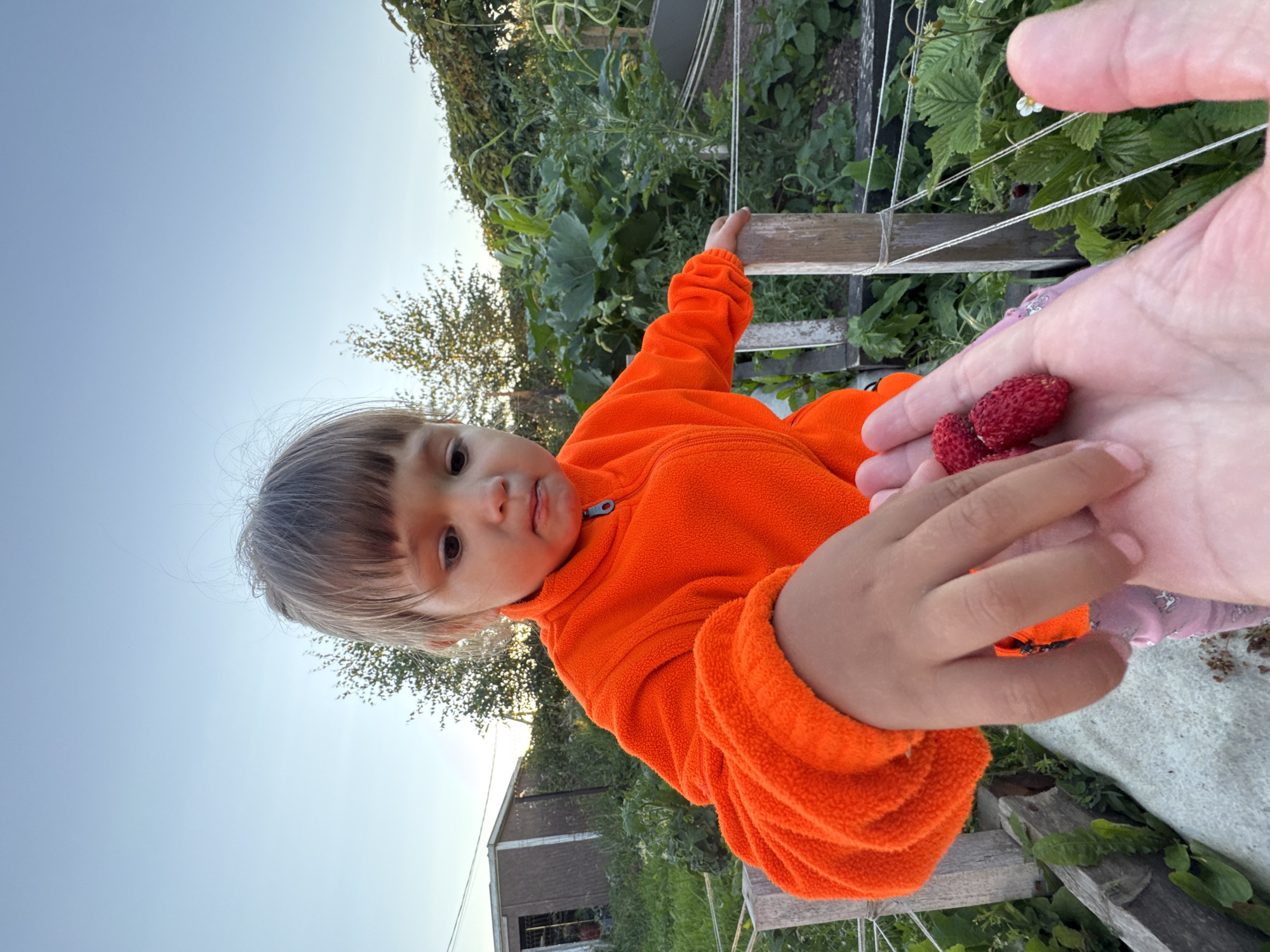 A young child, wearing an orange fleece jacket, is in a garden in Kempelevo, Russia, offering three wild strawberries to the camera. The child's left hand is extended, holding the berries, while the right hand rests on a wooden fence post. The garden contains various plants and a small shed in the background. The sky is clear and pale blue.