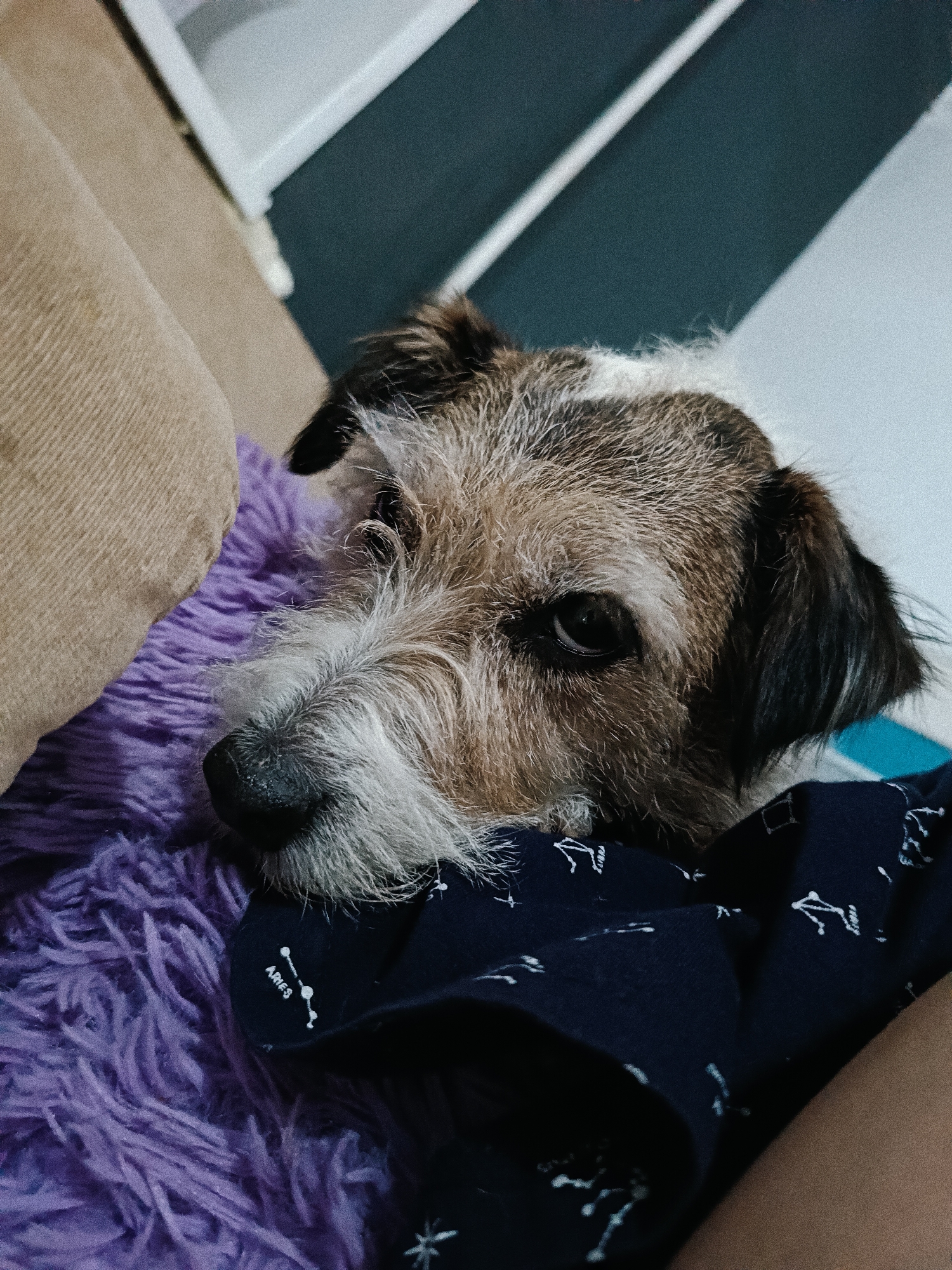 A wire-haired terrier mix dog is depicted in a close-up shot, resting comfortably indoors. The dog's head, featuring a blend of brown, white, and grey fur with darker ears, is positioned on a fluffy purple fabric, likely a blanket or cushion. Its dark, expressive eyes gaze directly towards the viewer, conveying a calm and observant demeanor. Underneath the dog's chin and extending to the right is a dark blue fabric, possibly pajamas or another blanket, adorned with white constellation patterns. The word "ARIES" is clearly visible in white text as part of one of these constellation designs, with other star patterns scattered across the material. To the left of the dog, a textured, light brown or beige cushion provides a soft backdrop. The background behind the dog consists of muted tones, with light grey/white surfaces and a darker grey/blue area, suggesting interior walls or furniture. The overall scene creates a cozy and relaxed atmosphere within what appears to be a home setting. No specific visual cues link the image to Rusalevka, Russia, beyond the provided context.