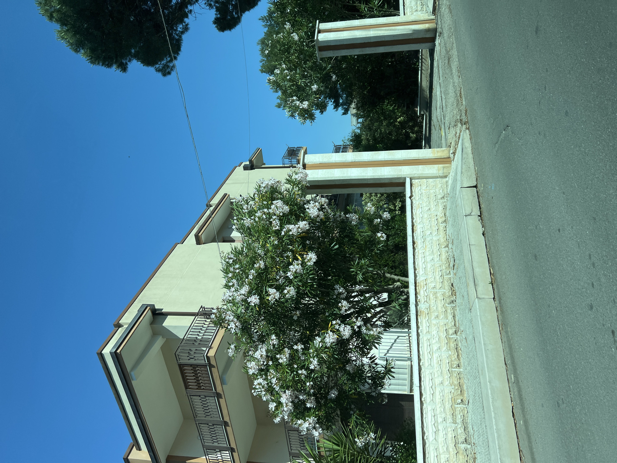 This image captures an outdoor daytime scene in Santeramo in Colle, Italy. The central focus includes a multi-story building on the left with a pale, possibly greenish-beige, facade and dark brown trim around the roofline and balconies. The balconies feature dark metal railings. In the foreground, a large oleander bush with numerous white flowers and dense green leaves partially obscures the lower part of the building. A textured, light-colored stone wall runs horizontally across the mid-ground, separating a paved asphalt road and a concrete curb from the planted area. To the right, two tall, rectangular pillars, each with light-colored and vertical brown sections, frame an entrance to a vegetated area with additional trees and foliage. A dense crown of a dark green tree is visible in the upper right corner. The sky is clear, bright blue, and cloudless, with a thin utility wire traversing the upper right quadrant. No individuals or vehicles are present in the frame.
