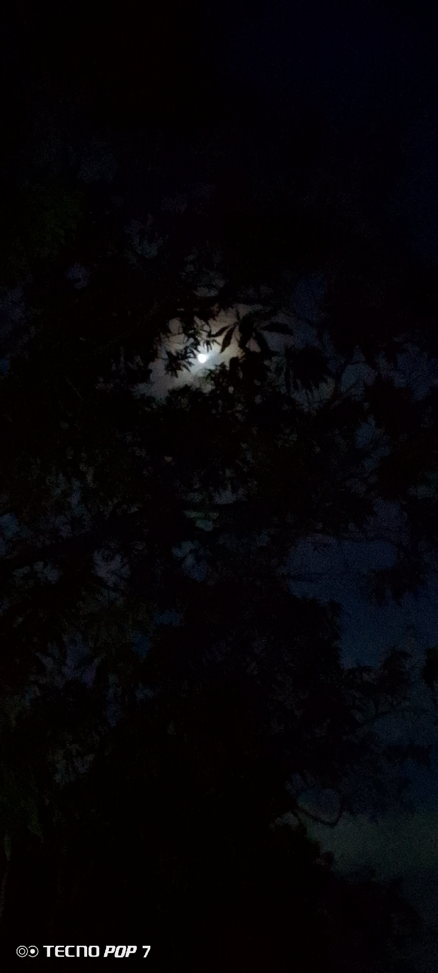 A full moon is visible through the branches of dark, silhouetted trees. The moon is partially obscured by leaves, creating a dappled light effect. The sky behind the trees is dark, suggesting nighttime. The overall scene is dimly lit and appears to be an outdoor environment. A watermark at the bottom of the image reads "TECNO POP 7". The location is specified as Altagracia, Venezuela.