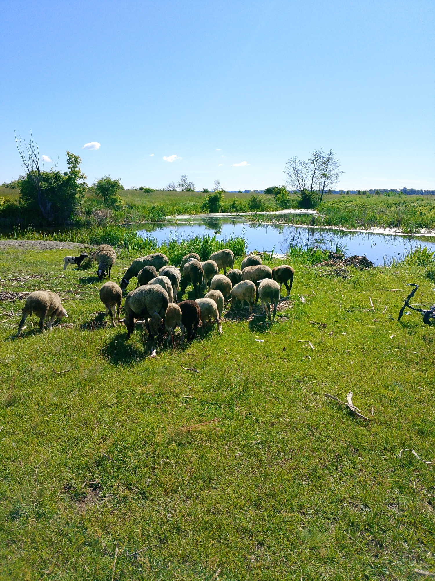 A flock of sheep grazes in a grassy field under a clear blue sky. A small pond or marsh with reeds surrounds by vegetation sits to the right of the sheep. In the background, trees and bushes dot the horizon. A bicycle is parked on the right side of the frame.