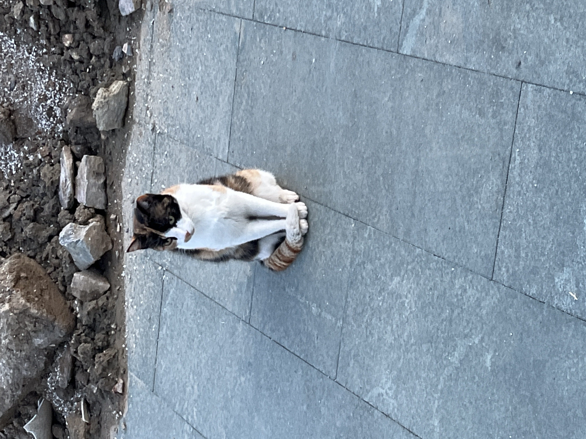 A medium-shot, high-angle image shows a cat curled up on a gray paved surface, possibly a sidewalk or patio. The cat has a calico pattern on its head, dark brown, white, and tan fur on its body and a striped tail. A patch of rocky ground with dirt and debris borders the paved area on the left side of the image. The surface appears to be made of stone and possibly located in Alanya, Turkey, due to its location in a database.