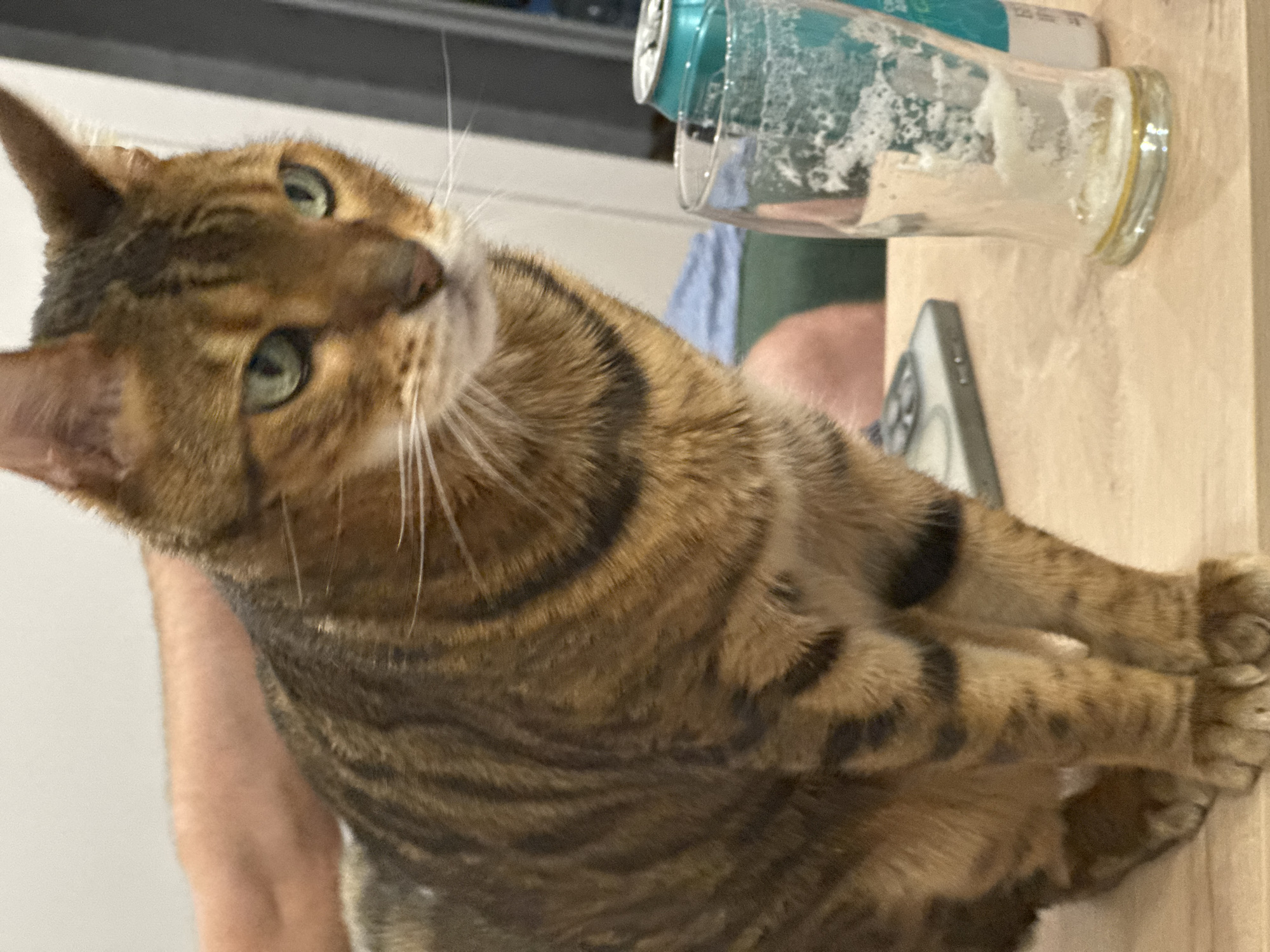A domestic shorthair cat with tabby markings sits on a light brown wooden table, looking to its right. The cat is in focus and occupies the majority of the frame, with its head and upper body prominent. To the right of the cat, a partially consumed glass of beer with foamy residue is visible. Behind the glass, a teal-colored can of beer is also present. In the background, out of focus, a person's arm and shoulder are visible, as well as what appears to be a smartphone or similar electronic device on the table. The environment suggests an indoor setting, likely a home or casual gathering space. The lighting is moderately bright.