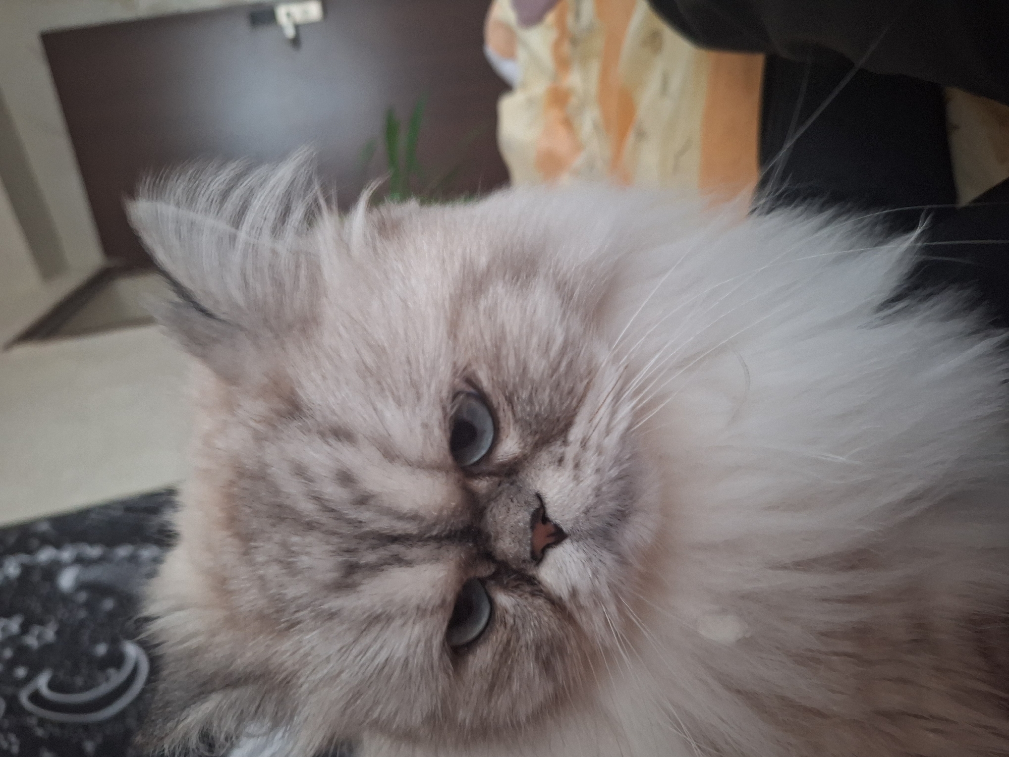 A close-up photograph focuses on a long-haired cat. The cat's face is mostly white with greyish-brown markings on the top of its head, muzzle, and around its eyes. The cat's eyes are light blue. Its fur is long and fluffy, particularly around its neck. The cat is positioned at an angle, with the top of its head tilted to the left of the frame.
The background includes a blurred wooden door with a silver handle, a patterned blanket, and a dark, out-of-focus object, which appears to be a piece of furniture. The location of the image is unknown, as the details provided do not include a city in Bulgaria.