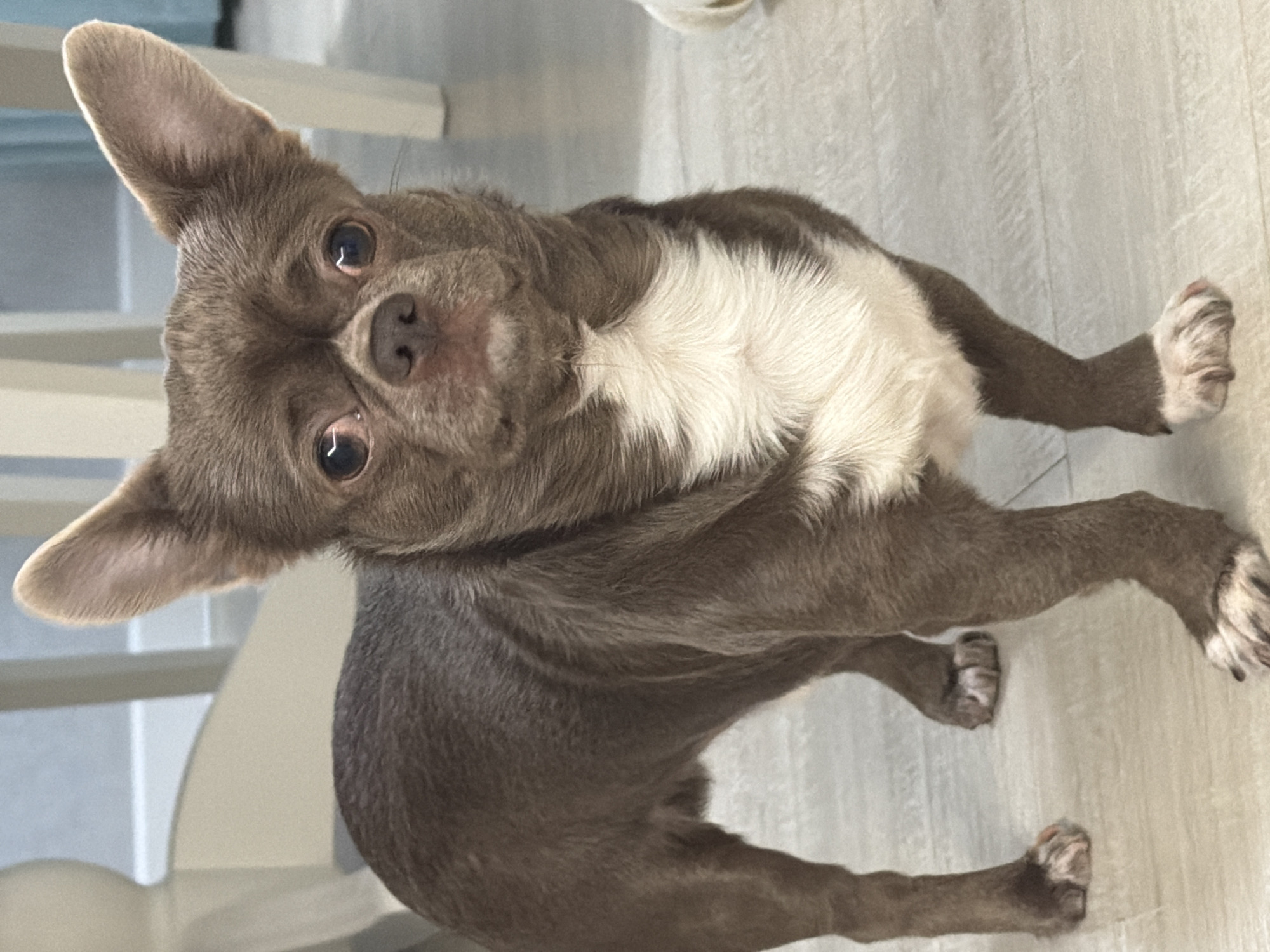 A small, gray and white short-haired dog is standing on a light-colored wooden floor. The dog is looking upwards towards the camera, with its head tilted to the left. The dog has large, pointed ears. Parts of a white chair are visible in the background. There is no indication of the location being Votkinsk, Russia.