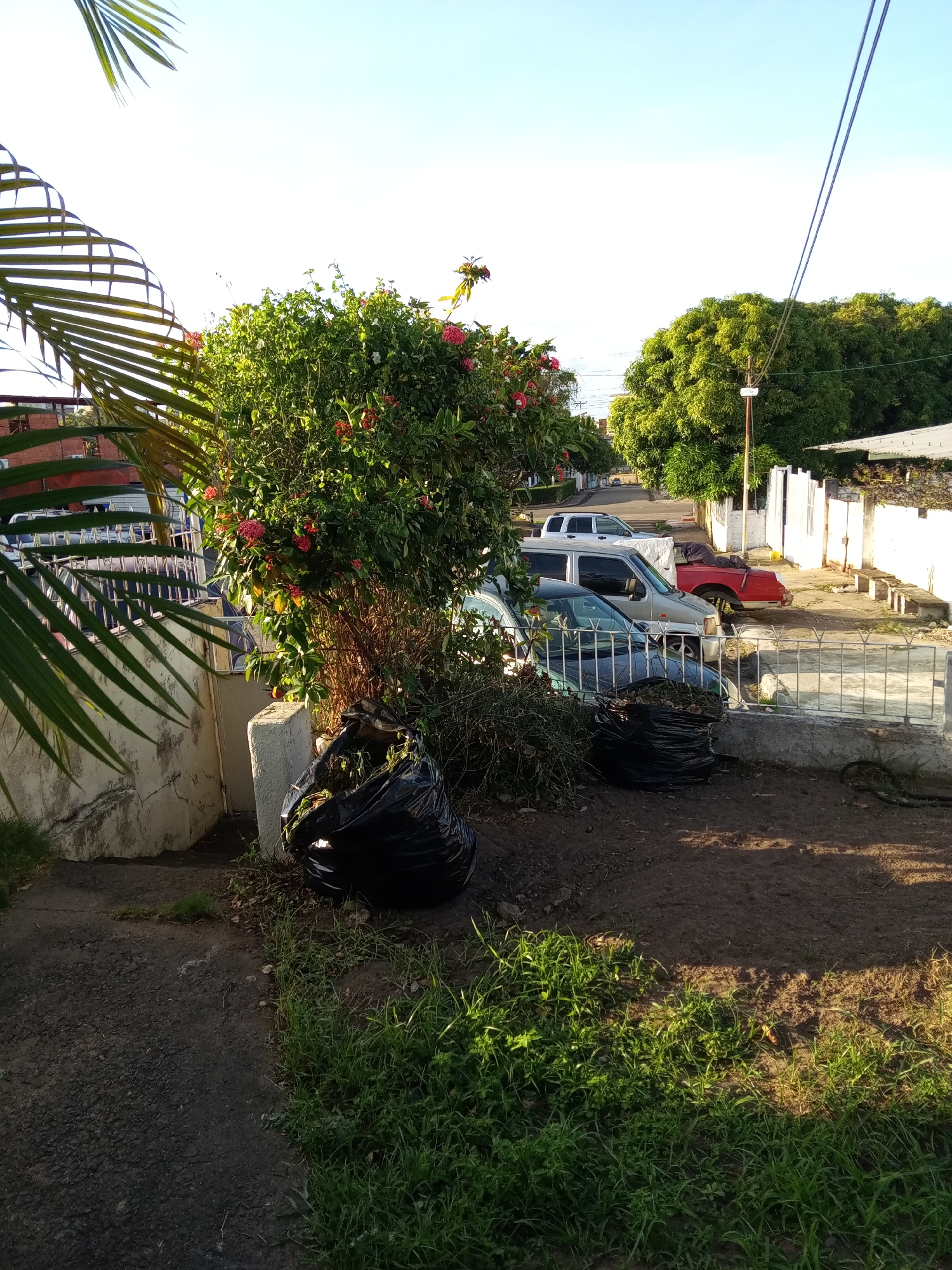 The image shows a street scene in Ciudad Guayana, Venezuela. In the foreground, there is a black garbage bag filled with yard waste. A small bush with red flowers is present near the garbage bag. Behind the bush, several cars are parked along the street. A white fence and wall run along the side of the street. Green trees and foliage line the street further down. Overhead power lines are visible against a bright sky. The scene appears to be in a residential area.