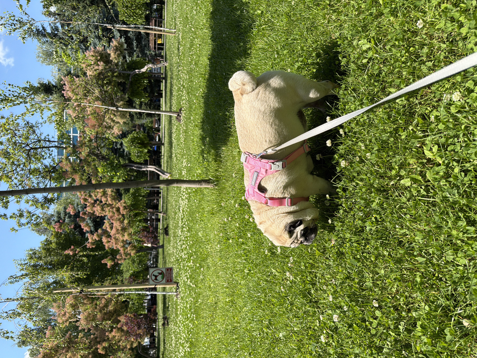 A fawn-colored pug wearing a pink harness is walking on a grassy area dotted with small white flowers. The dog is on a leash, which extends out of frame to the right. The background features a park-like setting with trees and benches, suggesting an urban park. A sign with a red circle and slash over a dog symbol is visible in the mid-ground to the left, indicating a "no dogs allowed" rule. The sky is blue with some clouds. The scene appears to be in Chișinău, Moldova.