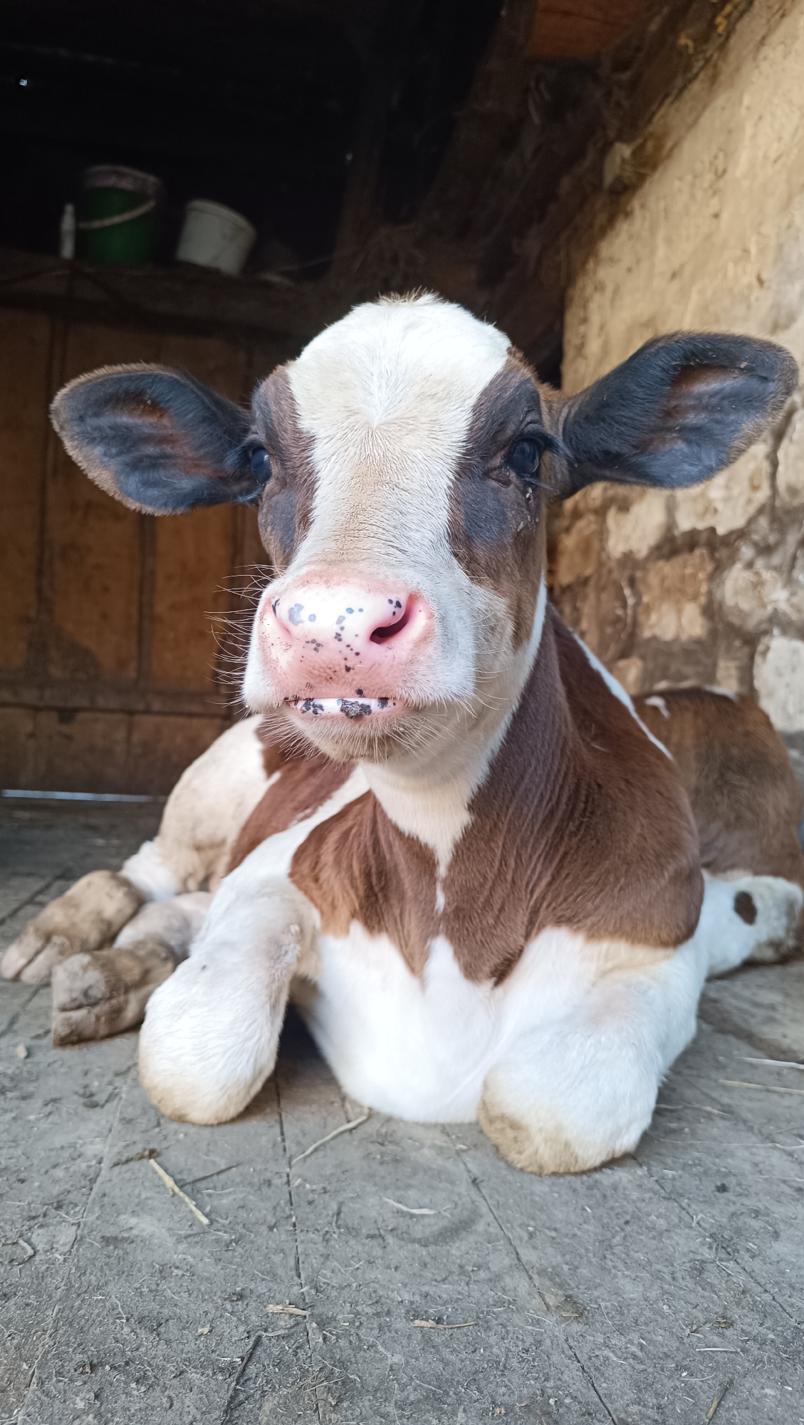 A close-up, eye-level shot shows a young calf lying on a dirt floor, facing the camera. The calf has brown and white markings on its body and a pink nose with black spots. Its ears are large and dark brown, and its eyes are dark. In the background, a wooden wall and a stone wall are visible, along with two buckets on a shelf. The overall impression is that of an animal in a barn or stable. The image's composition and lighting suggest it was taken indoors.