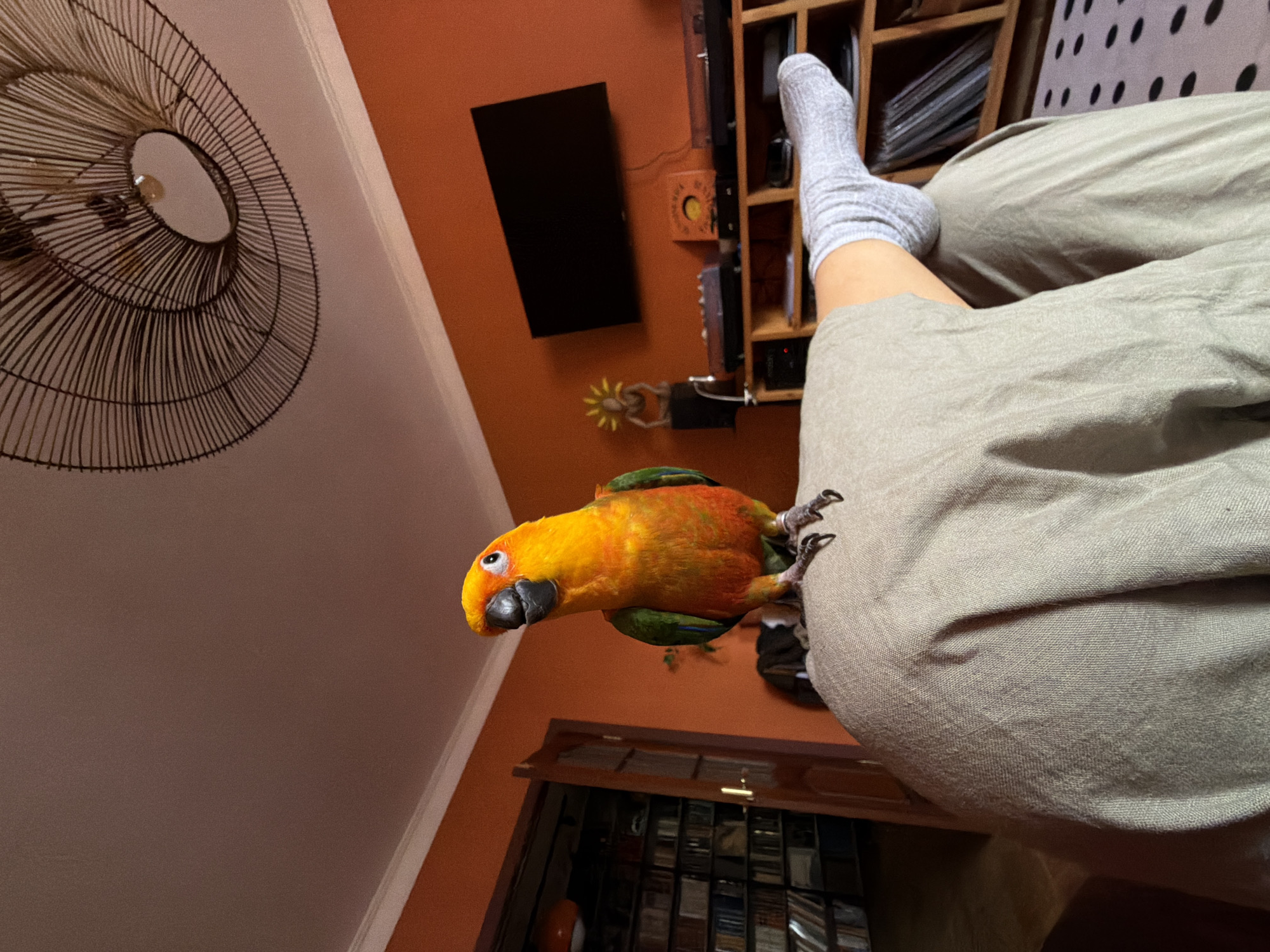 A medium shot captures a colorful parrot perched on a person's lap, the individual wearing a light gray sock and similar-colored pants. The background features an orange wall with a flat-screen television mounted on it. A decorative fan hangs on the white wall to the left. A wooden cabinet with various items stored within is positioned below the person. The scene appears to be indoors. There is no verifiable information in the image to confirm the location of Khimki, Russia.