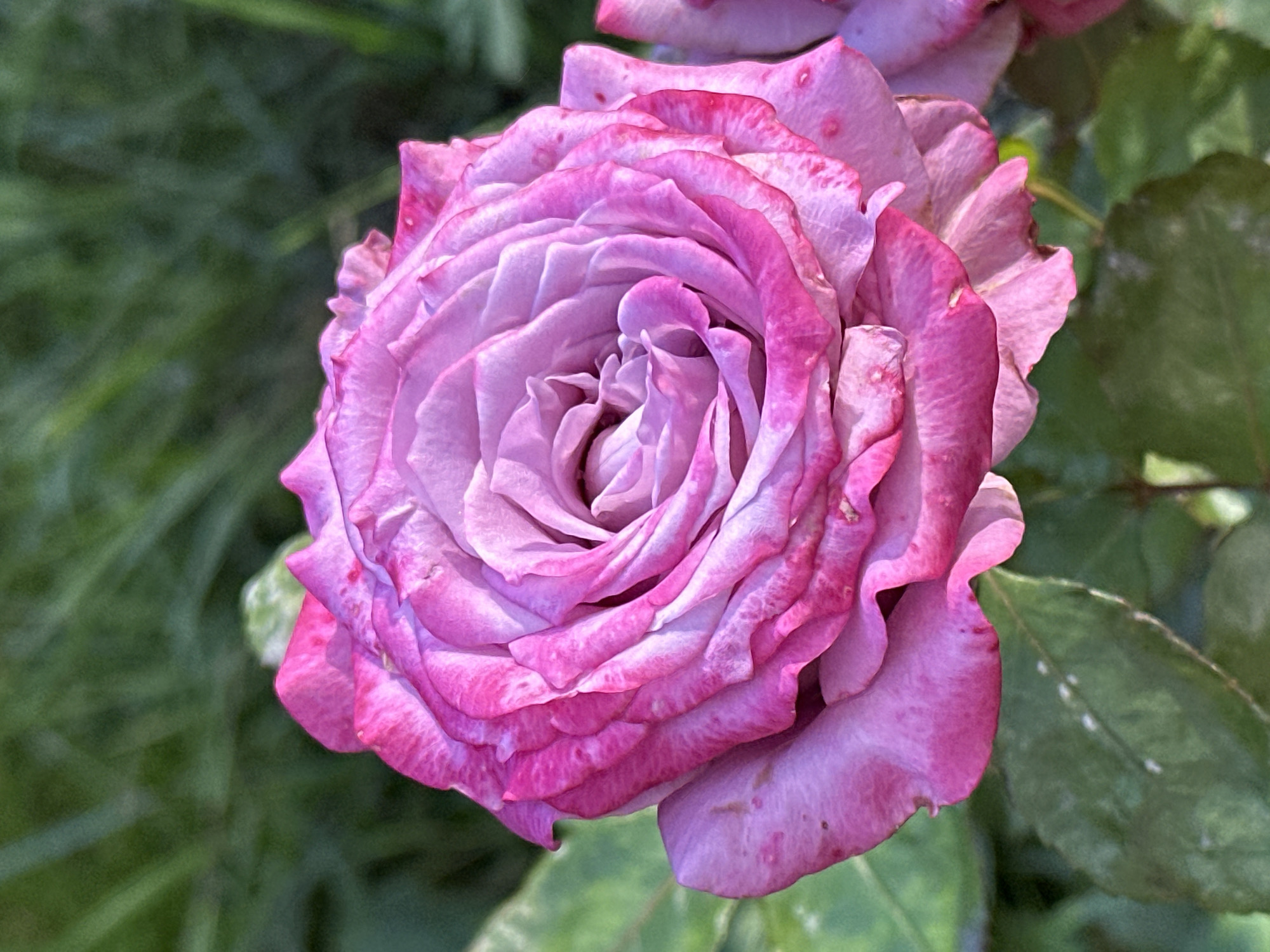 A close-up shot showcases a blooming pink and purple rose in a garden setting. The rose's petals are layered and unfurling, revealing intricate textures and a gradient of color from deep pink at the edges to a softer lavender towards the center. The background consists of out-of-focus green foliage, suggesting a natural outdoor environment. There are no people or actions depicted in the image. The scene appears to be a still life of a flower.