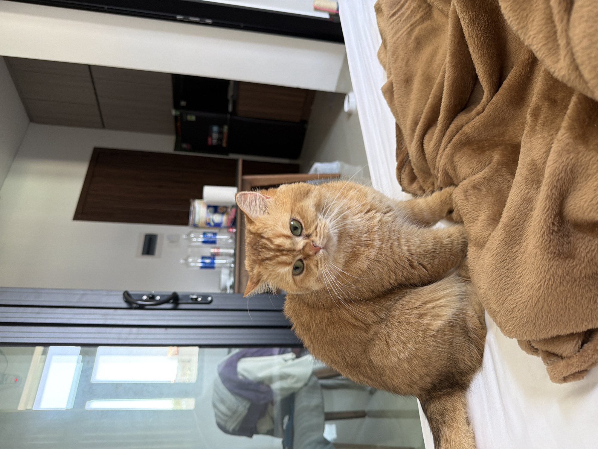 The image displays a ginger British Shorthair cat situated indoors. The cat, with its short, thick orange fur, round face, and prominent whiskers, looks directly at the camera with large, bright green eyes, conveying a curious and calm expression. It is positioned on a white sheet or blanket, adjacent to a deeply folded, fluffy brown blanket which occupies the right side of the frame.
In the background, to the left of the cat, a large window or glass door reflects elements of the room and ambient light. Behind the cat, further into the room, is a modern kitchen or pantry area. This section features light wooden upper cabinets and darker wooden lower panels. A dark-colored appliance, possibly a refrigerator or microwave, is visible. On a counter or shelf, several clear plastic bottles with blue labels are stacked, along with a roll of paper towels.
The setting is a contemporary domestic space, likely an apartment or hotel room, characterized by clean and functional design. The lighting is soft and even, typical of indoor daytime conditions. No specific text is visible in the image. The scene captures a tranquil moment with a pet in a residential environment located in Đà Nẵng, Vietnam.