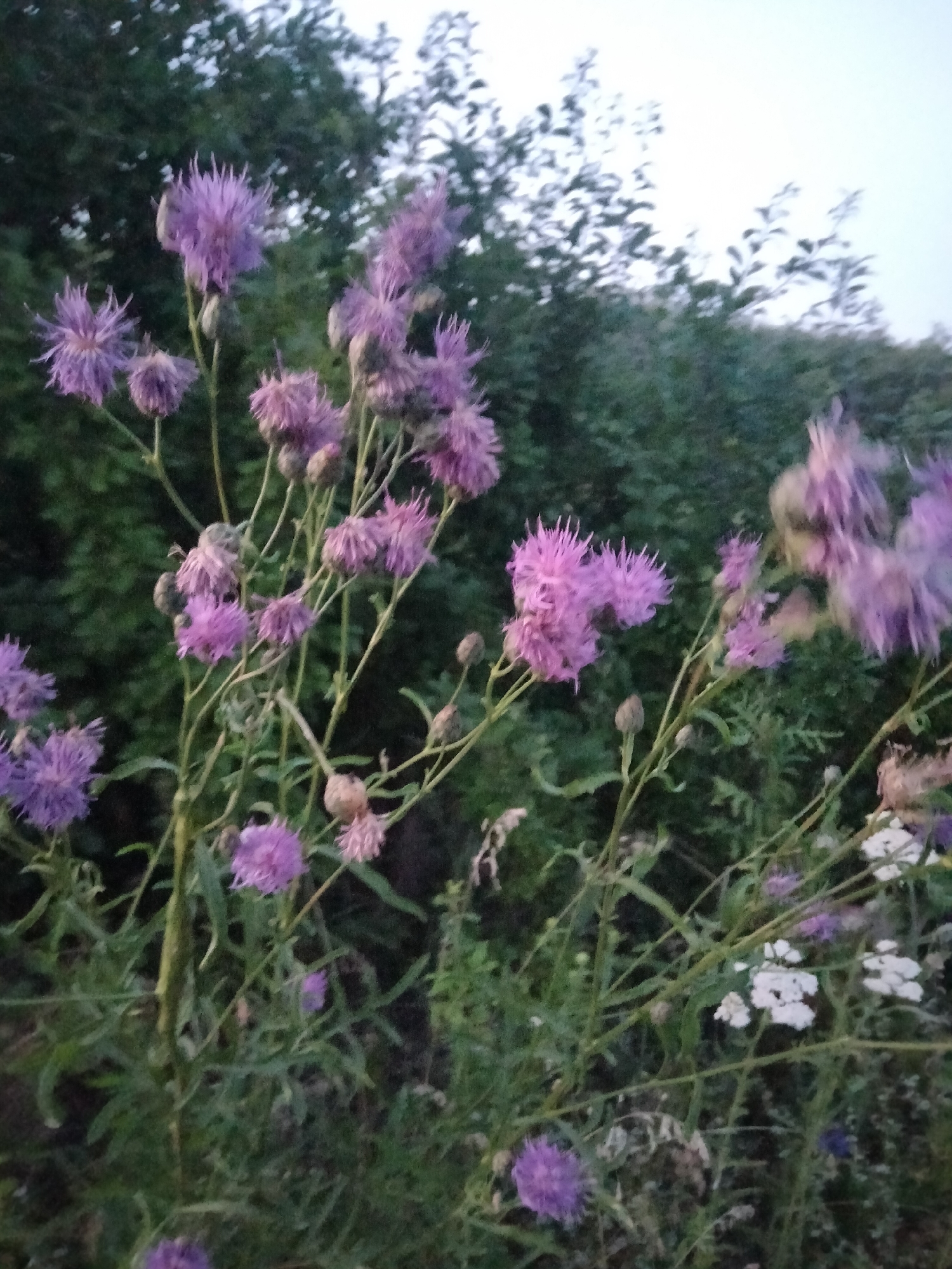 This image features a close-up view of a cluster of flowering plants, predominantly purple thistle-like blooms, set against a blurred background of green foliage and a pale sky. The scene appears to be an outdoor setting, possibly a meadow or garden, given the presence of various wildflowers. The lighting suggests it is either early morning or late evening, indicated by the soft, diffused light and the slightly overcast sky.
The focus is on the delicate, spiky petals of the purple flowers, some of which are fully bloomed while others are still developing buds. Interspersed among the purple flowers are smaller clusters of white flowers, possibly yarrow or Queen Anne's lace, adding a contrasting element to the composition. The stems of the plants are thin and green, some bearing small leaves. The overall mood is serene and natural, highlighting the beauty of wild flora. There are no people or any discernible man-made objects or text within the frame. The location context provided is Zherebkove, Ukraine.