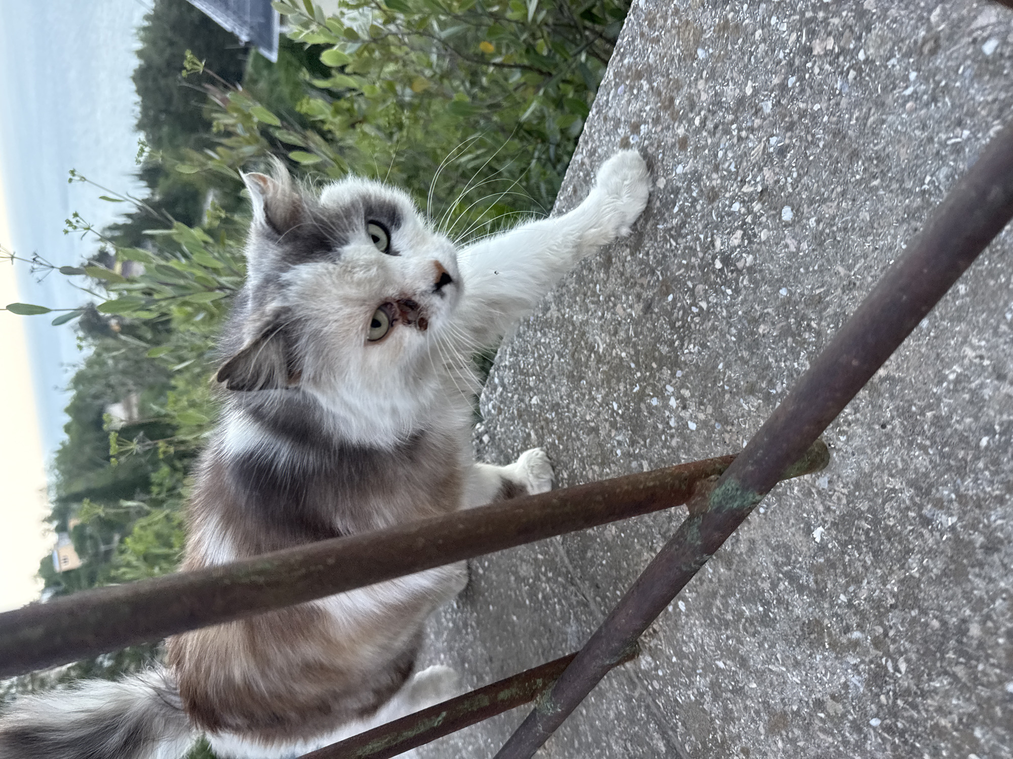 A three-quarter view of a feline is presented in the frame. The cat is colored in shades of white, brown, and gray, and it is positioned atop a gray concrete surface. A weathered, rusty metal railing cuts across the bottom right portion of the image. The background shows greenery and hints of a distant body of water under an overcast sky. The location, city, and country are not identifiable from the image.