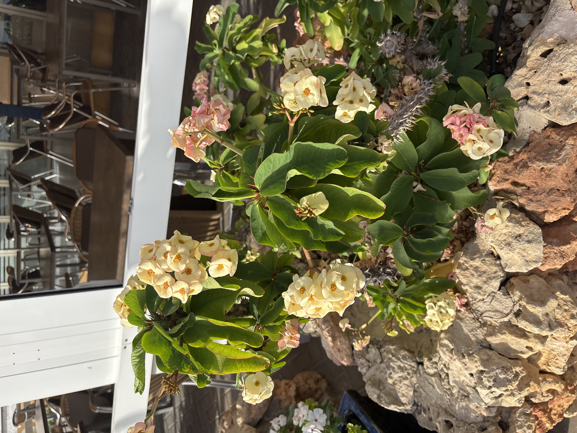 The image shows a close-up of a flowering plant with thorny stems. The plant has large, green leaves and clusters of small, pale yellow and pink flowers. The flowers have a distinct star shape. The plant is growing amongst a collection of light-colored rocks, some of which appear to be part of a decorative garden feature. In the background, a white structure with vertical panels is visible, along with outdoor seating and tables, suggesting a commercial or public outdoor seating area. The lighting indicates it is daytime, with sunlight casting shadows. This scene is likely located in Orihuela, Spain, given the context.