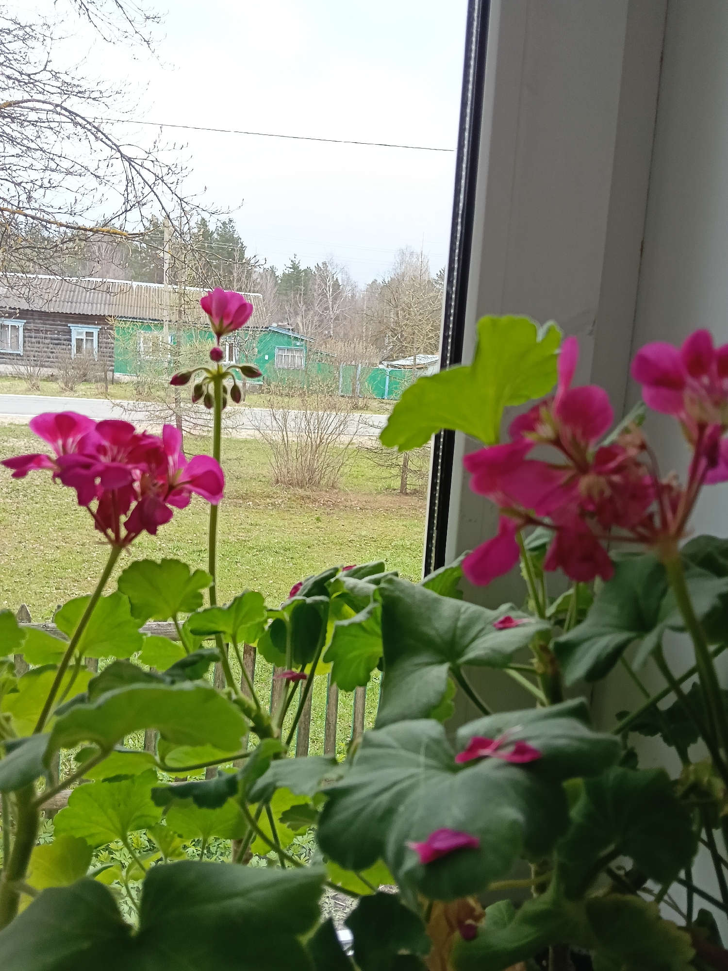 The image shows a view from inside a building, likely a residential home, overlooking a rural or semi-rural scene in Красный Маяк, Russia. In the foreground are potted geraniums with bright pink flowers and green leaves, positioned on a window sill. The window frame is visible, with the outside scene framed by the glass. Through the window, there's a landscape featuring a grassy area and several wooden buildings, likely houses, painted in shades of green and brown. A road cuts through the landscape. In the background, there's a thin patch of trees and a pale, overcast sky. The overall impression is one of a simple, domestic interior looking out onto a peaceful, rural setting.