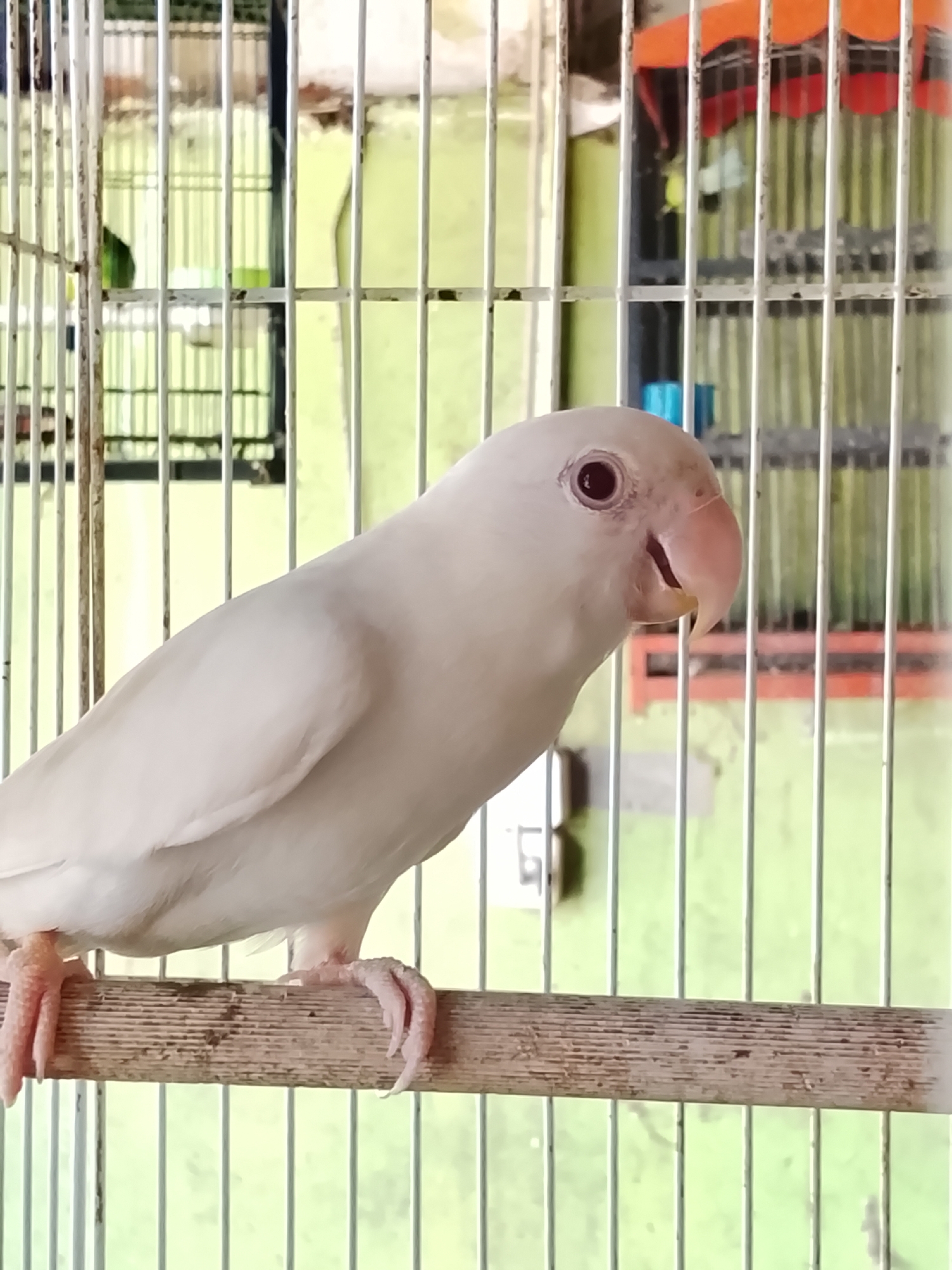A close-up, eye-level, full shot shows a white bird perched on a wooden dowel inside a metal cage. The bird is facing right, with its head tilted slightly downwards and its beak open. Its eyes are dark and red, and its skin is visible around the eyes, appearing light pink. The bird's feathers are pure white, and its feet are pink with visible claws gripping the dowel. The dowel is light brown and appears worn. The background consists of a pale green wall, with vertical metal bars of the cage creating a striped effect. In the upper background, a row of orange and red objects can be seen through the bars. The overall environment suggests an indoor setting, possibly a pet shop or a bird aviary in Kuta Trieng, Indonesia, given the visual context.