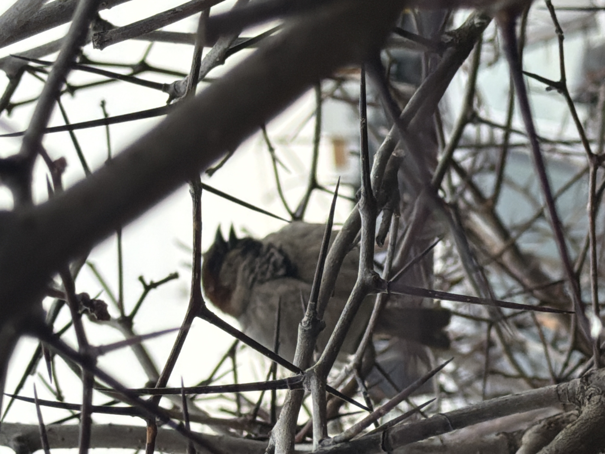 A small, greyish-brown bird is perched within a thicket of thorny branches. The branches are bare and predominantly grey in color. The background is blurred and light. The location is Chaikovsky, Russia, based on other information.