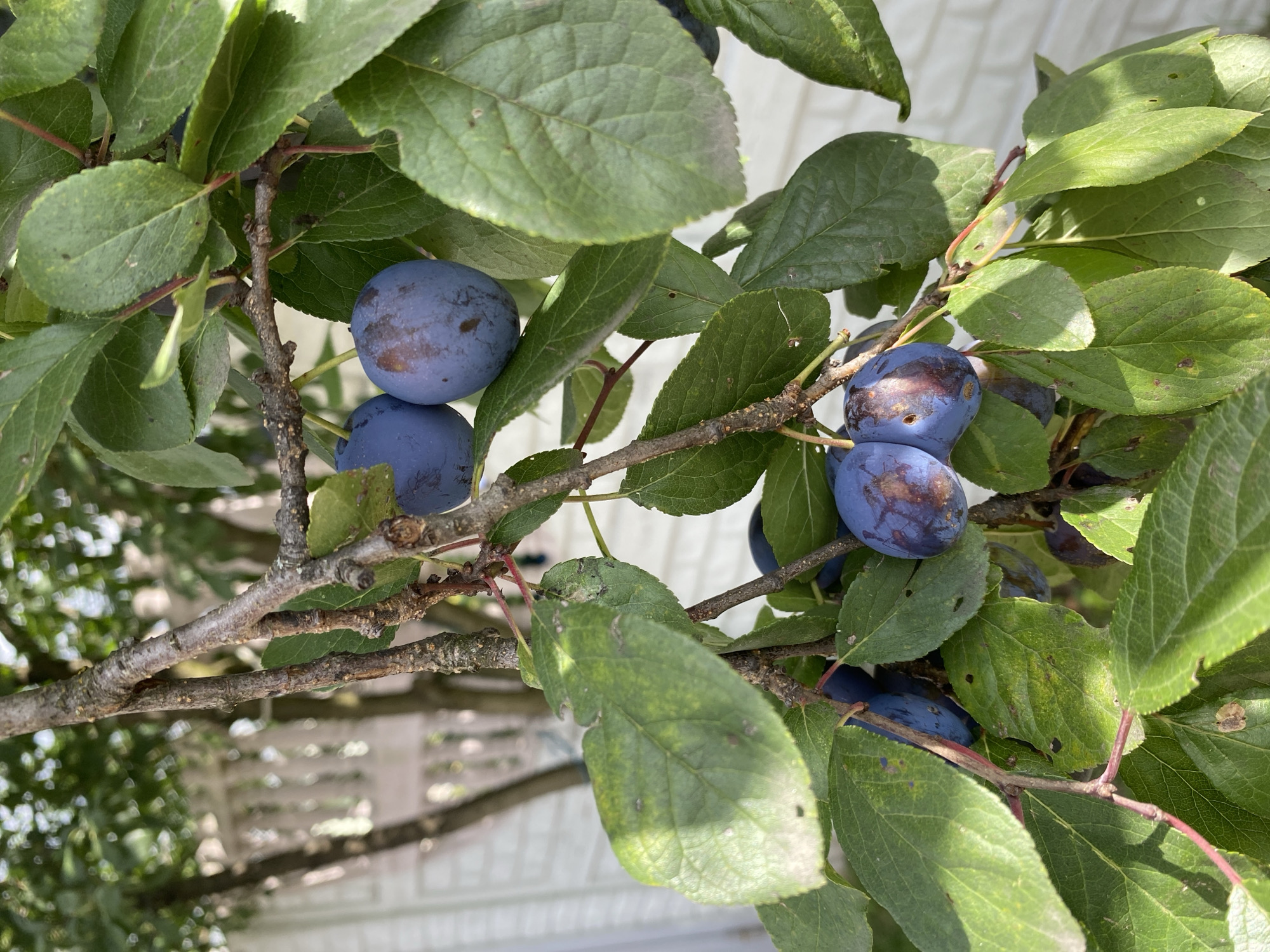 A close-up, eye-level shot shows a plum tree branch laden with ripe, deep blue plums and green leaves. The plums are round and have a dusty bloom, with some showing slight bruising or browning. Sunlight dapples the foliage, creating a contrast of light and shadow. In the background, out of focus, is a white brick wall and the indistinct shapes of trees and structures, suggesting an outdoor setting in a garden or yard, likely in Авиатор Снт, Russia. The scene is peaceful and evokes a sense of natural abundance.