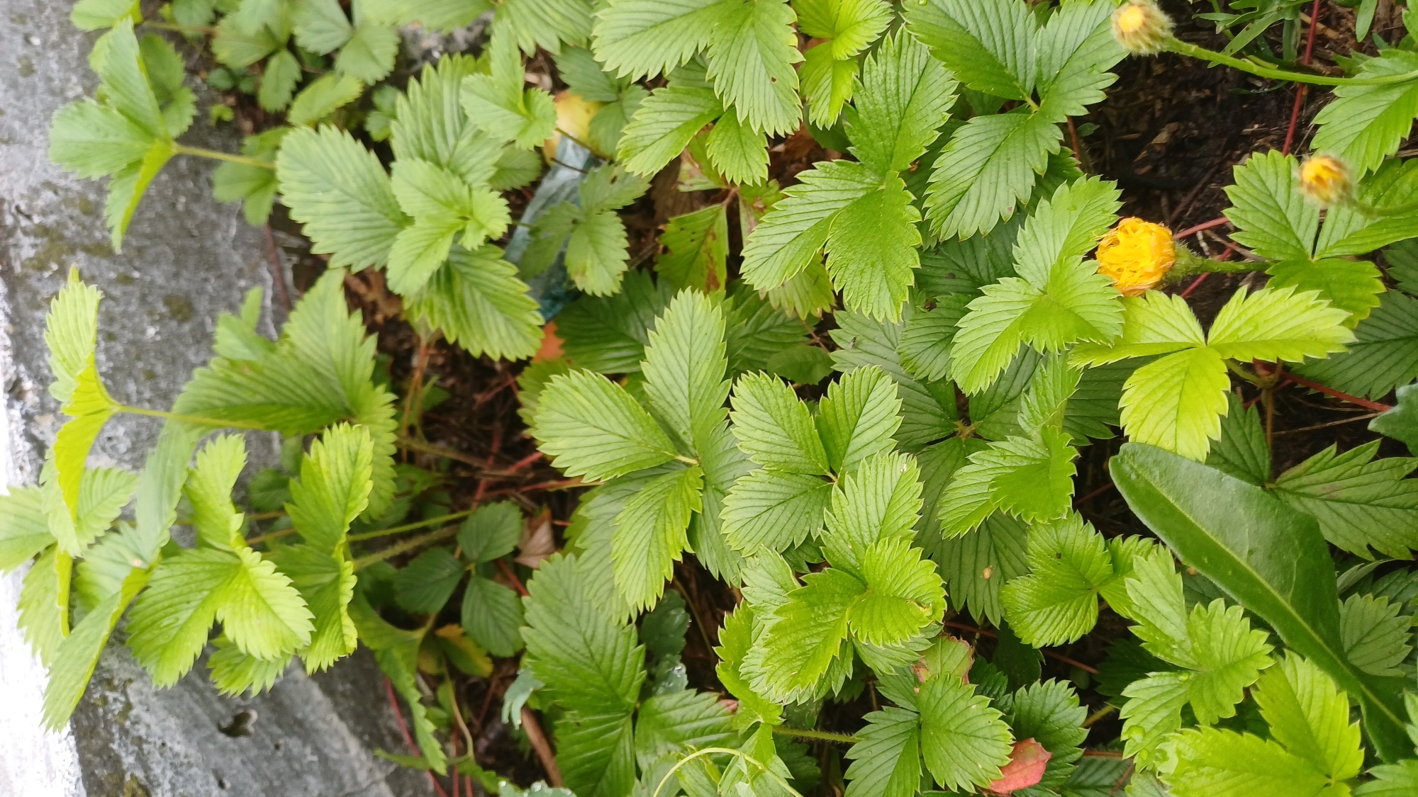 A close-up, eye-level shot captures a dense patch of wild strawberry plants growing outdoors, likely in a garden or natural area within the city of Podgornoye, Russia. The foreground is dominated by numerous bright green, serrated leaves, some appearing freshly watered, with visible veins. A few small, unopened yellow flower buds are scattered throughout the foliage, with one fully bloomed, spherical yellow flower slightly off-center to the right. In the background, a grey, textured surface, possibly a concrete barrier or wall, is partially visible. The ground beneath the plants is dark soil with some reddish stems and a hint of debris. The lighting suggests it is daytime with soft, diffused light. There are no people or animals in the frame.