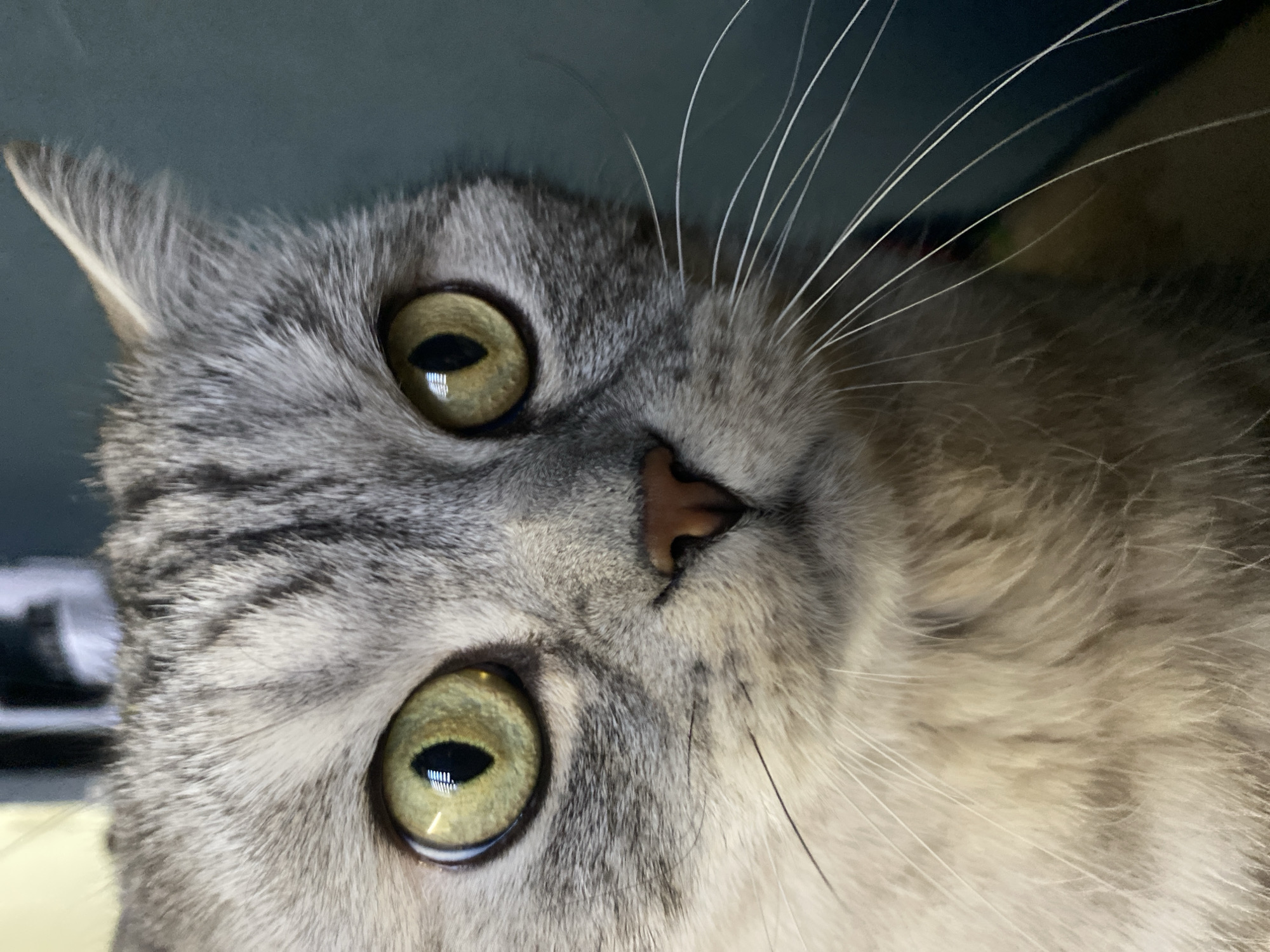 A close-up, upside-down image of a gray tabby cat. The cat's eyes are light green with black pupils. The cat's nose is pink. The cat has long, white whiskers. The background is blurred and indistinct, but appears to be a combination of blue and dark tones. There is no indication of the city of Chaikovsky, Russia.