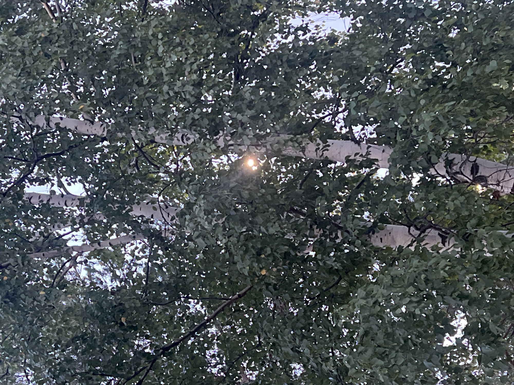 The image shows a close-up view of birch trees with lush green foliage. Sunlight is filtering through the leaves, creating bright spots and illuminating the white bark of the trees. The scene is likely outdoors in a natural setting, possibly a park or a forested area within the city of Surgut, Russia, given the reference to its location. There are no people or specific objects other than the trees and their leaves and bark. The lighting suggests it might be late afternoon or early morning.