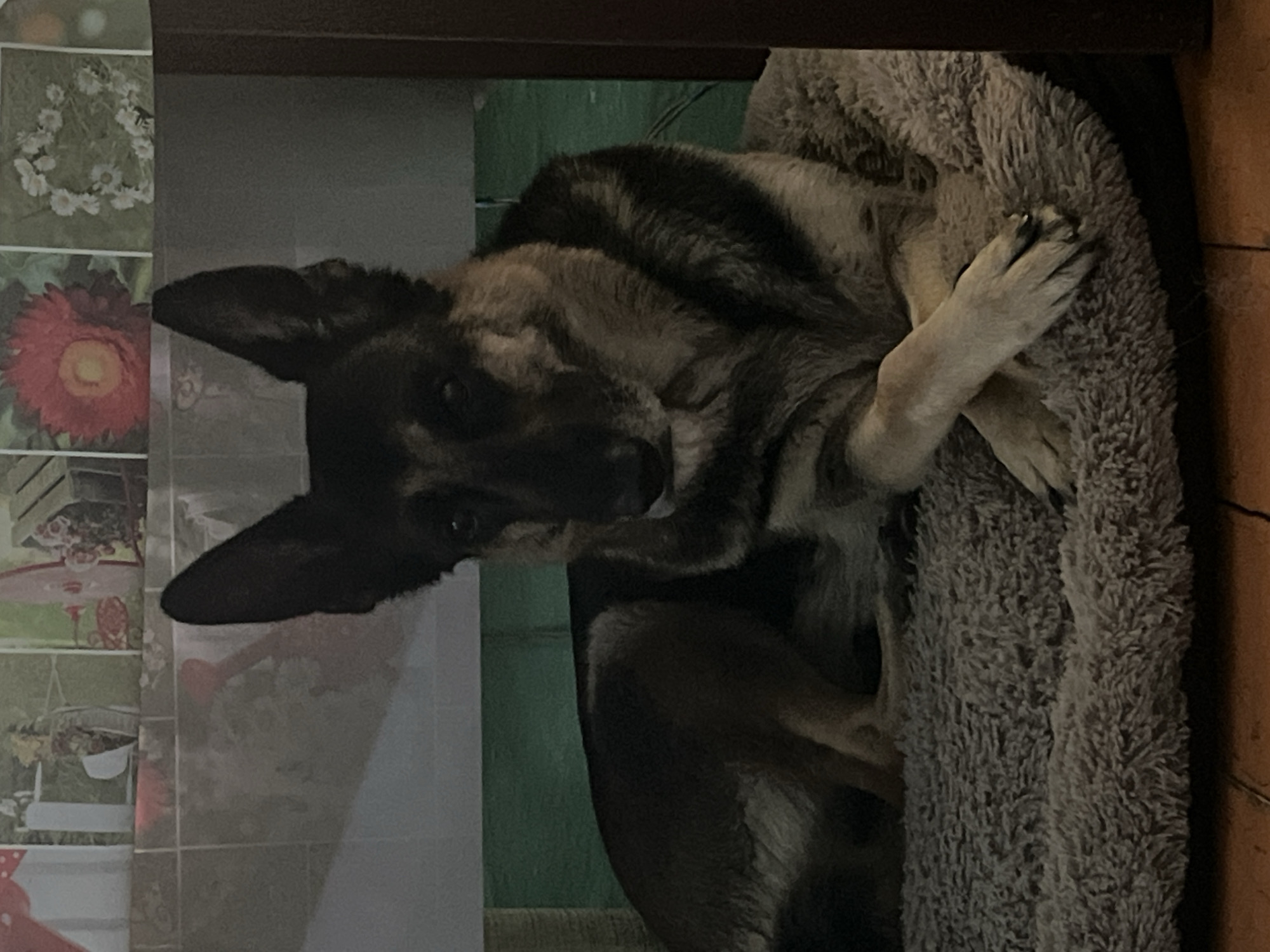 The media features a German Shepherd-type dog resting comfortably in a soft, grey, fluffy dog bed. The dog, with its distinctive sable and black-and-tan fur and large, pointed ears, is curled up, with one paw visible across its chest. Its head is slightly raised, and its eyes are open, looking towards the viewer, suggesting a moment of quiet observation or just waking up. The setting appears to be indoors, under a dark brown wooden structure, possibly a shelf or furniture.
In the background to the left, a wall is adorned with several decorative squares, resembling framed pictures or postcards. Visible details on these squares include a heart-shaped arrangement of white daisies on a green background at the top, and a vibrant red flower with a yellow center, possibly a dahlia, below it. Further down, other less distinct domestic scenes are visible.
The lighting is subdued, creating a calm and cozy atmosphere. The dog appears relaxed and content. There is no visible text in the image. The provided context indicates the location is Nizhny Tagil, Russia.