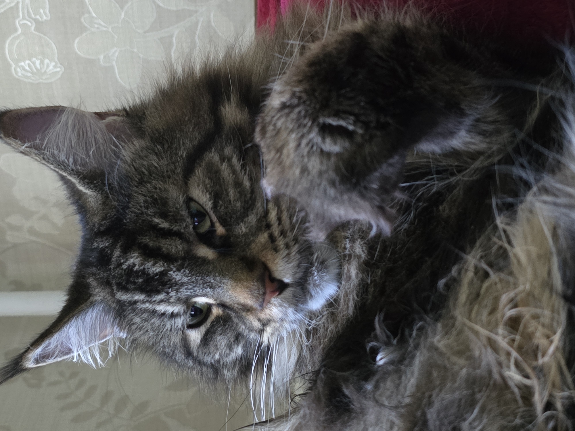 A close-up, eye-level shot captures a Maine Coon cat with a tabby coat lying down. The cat's face is the primary focus, with its ears perked and its gaze directed slightly to the left. The cat's paws are visible, with one resting near its face. The background consists of a patterned wallpaper and a glimpse of what appears to be a white curtain or vertical blind. The overall lighting is soft, and the image is composed in a vertical orientation. The setting does not provide any information to determine its location within the city of Krasnoyarsk, Russia.