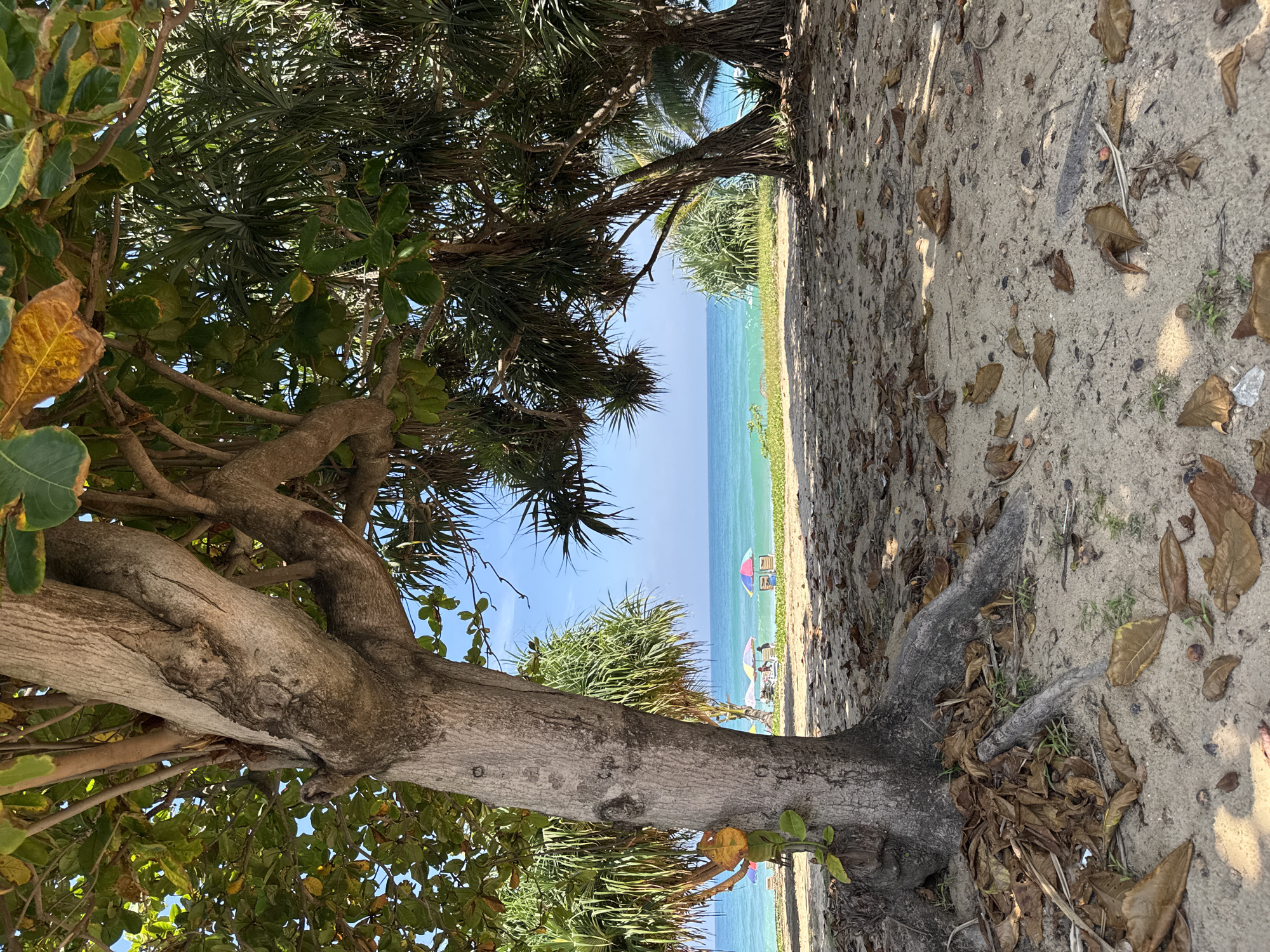 This image depicts a sandy beach in Karon, Thailand. In the foreground, a large tree trunk with exposed roots stands prominently, partially shaded by its own foliage and the fronds of nearby palm-like trees. The ground is covered in sand, scattered with dry, brown leaves and a few small pebbles.
Beyond the trees, the turquoise ocean stretches to the horizon under a clear blue sky. A thin strip of green grass separates the sand from the water. In the middle distance, on the beach, several colorful umbrellas are set up, and a few beach chairs are visible. A small group of people can be seen near the umbrellas. The overall impression is a serene beach scene bathed in bright sunlight, with the ocean as the dominant backdrop.