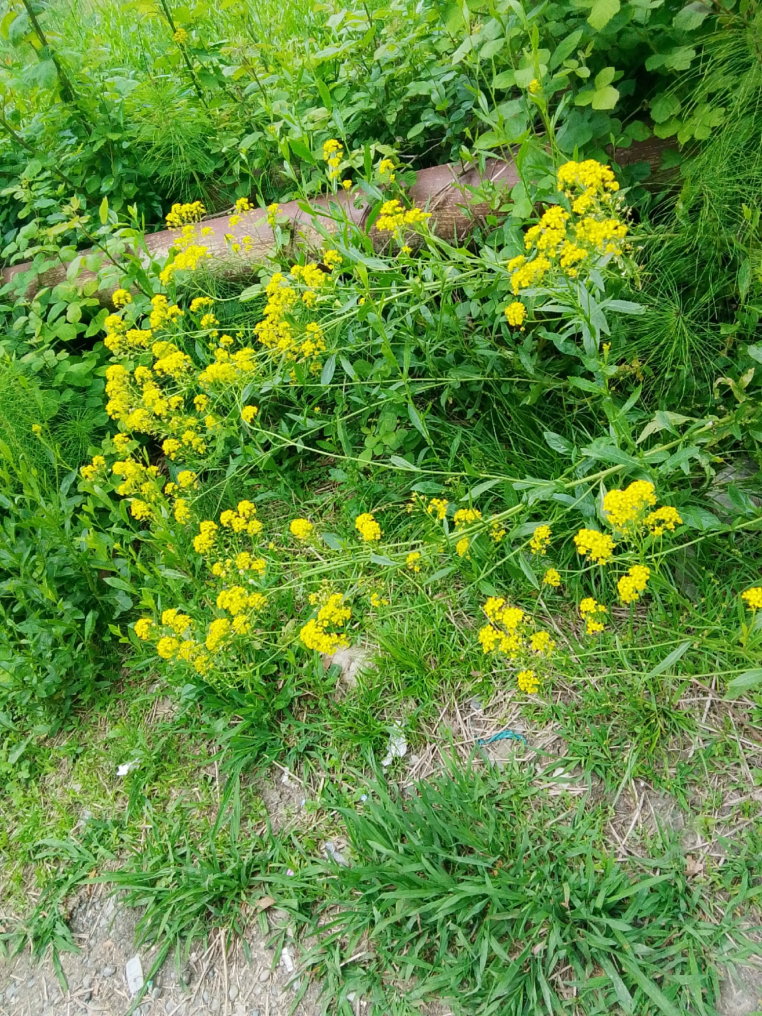 The image shows a patch of green vegetation in what appears to be a natural or semi-natural area. Predominantly, there are clusters of bright yellow flowers scattered throughout the scene. A fallen log or thick branch is visible partially obscured by the vegetation. The foreground consists of grass and patches of bare earth. There are some small pieces of debris or litter on the ground. It's difficult to ascertain the exact location within Sochi, Russia, without more information, but the image suggests an area where nature is allowed to thrive, possibly a park, roadside verge, or uncultivated land. There are no people, actions, or interactions visible in the image.