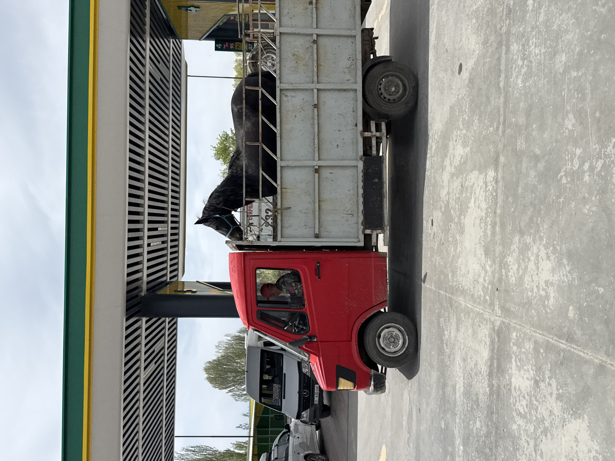 A red flatbed truck with a silver cage containing a black horse is parked at a gas station in Кашат, Kyrgyzstan. The truck is a Mercedes-Benz T1. The horse is standing inside the cage, its head visible over the top of the cage. The driver is visible in the cab of the truck. There is another car parked behind the truck. The gas station has a green and yellow canopy. The environment appears to be a typical urban setting.
