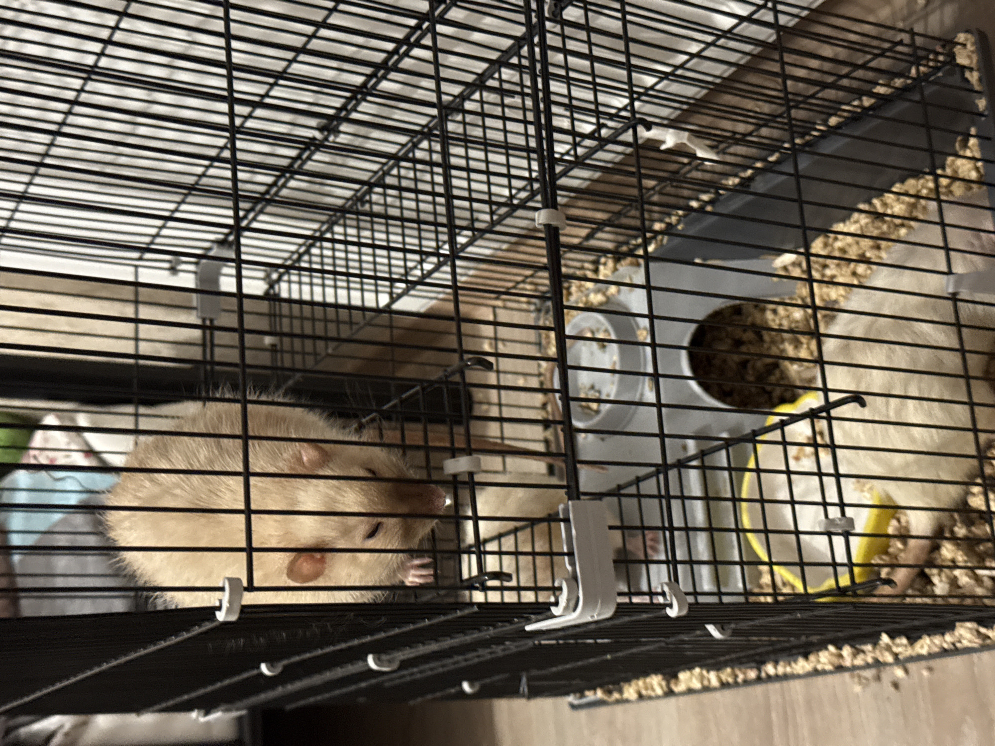 The image displays two domestic rats within a multi-level black wire cage, situated in an indoor, residential setting. The specific location within Saint Petersburg, Russia, is not discernible from visual evidence.
On the upper level, a light tan-colored rat is partially visible, positioned as if descending. Its eyes are closed or squinted, and a small liquid droplet is present near its snout. Its front paws are visible through the cage bars. On the lower level of the cage, a second, lighter cream-colored rat is observed resting on light brown granular bedding, which covers the dark grey base tray. Within the lower level, a yellow plastic bowl containing material and a grey plastic hideaway structure are present. White plastic clips secure sections of the black wire cage. The background is an out-of-focus interior space, suggesting a room with light-colored elements. No human subjects or their direct interactions are visible.