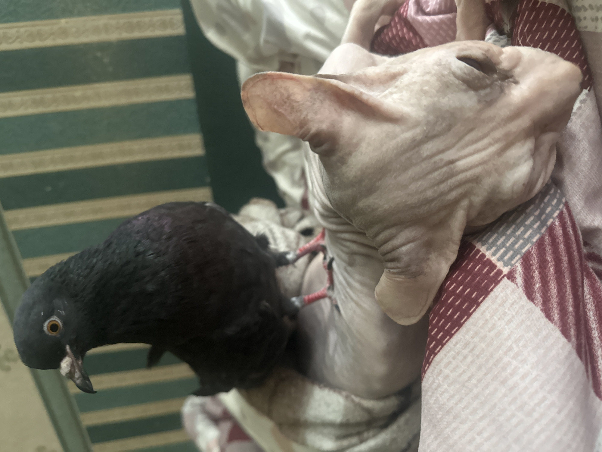 A dark-colored pigeon stands on the back of a light-pink, hairless cat. The cat is lying on its side on a bed covered with a checkered blanket. The cat's face is visible, with its eyes closed. The pigeon's head is turned to the left, and its eye is open and looking forward. The background shows a wall with green and beige vertical stripes. The scene appears to be indoors. The image was taken in Togliatti, Russia.