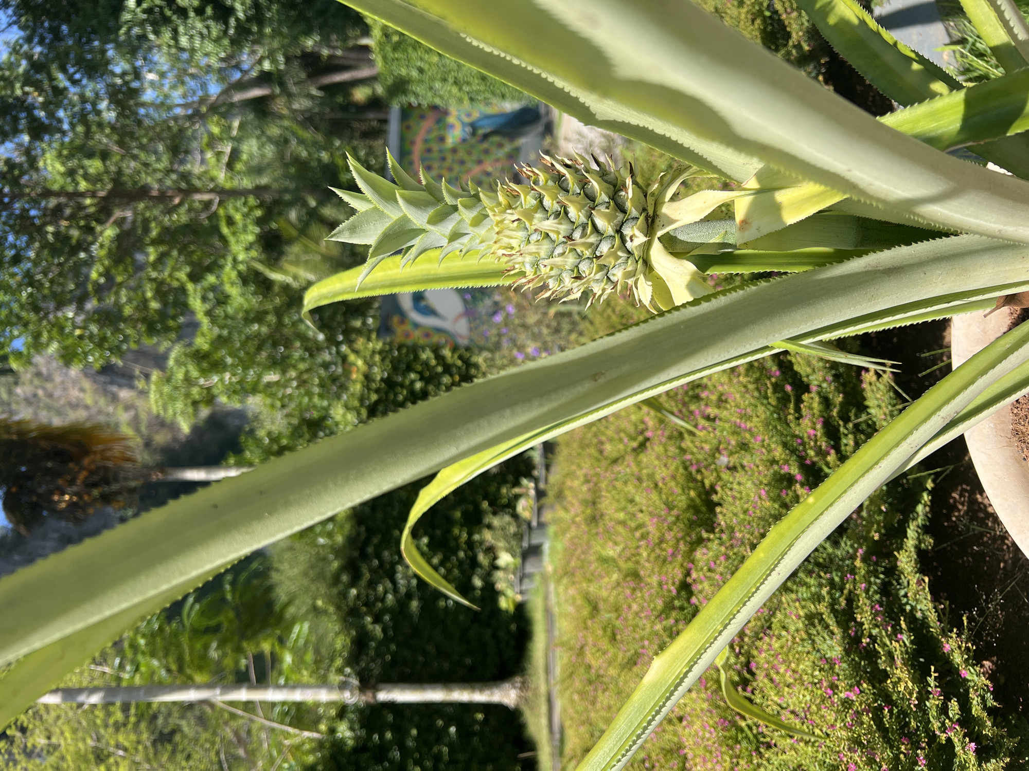 A close-up, ground-level, outdoor shot shows a small pineapple growing on a pineapple plant, which is likely in a pot. The pineapple is green and has a crown of green leaves at the top. The leaves of the plant are long, green, and edged with small spines. The background is out of focus but shows greenery, including trees and low-lying plants with small pink flowers. Part of a building with colorful decorations is visible in the background. The image was likely taken during daylight. Although the city can be guessed, it is impossible to identify the location as Ban Ao Nang, Thailand, with only this image.