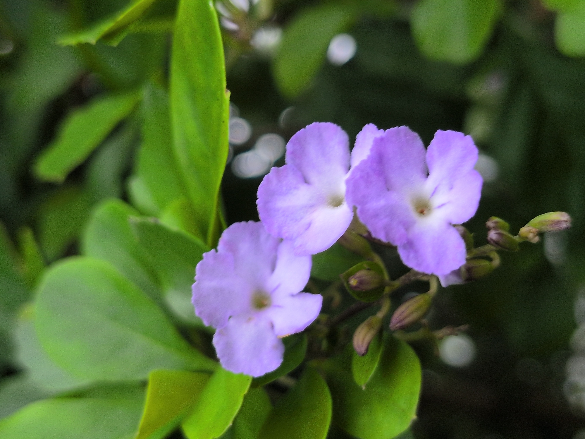 In Kapurkot, Nepal, a close-up shot focuses on a cluster of small, light purple flowers. The flowers have five delicate petals, with some showing a slightly darker purple veining. Several unopened buds, varying in size and color from green to brown, are visible among the blooms, suggesting the plant is in various stages of flowering. The backdrop consists of lush, green leaves, some of which are out of focus, creating a soft, natural environment. The overall impression is one of natural beauty in a temperate setting.