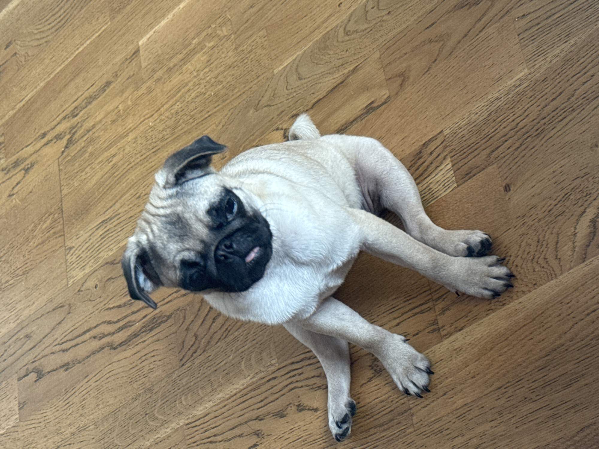 A light-colored pug dog is lying on a wooden floor, viewed from above. The pug's fur is primarily a creamy fawn color, with darker, brindle-like markings on its head and ears. Its muzzle and nose are black, and a tiny pink tongue is peeking out slightly. The dog's head is tilted upwards, looking towards the camera, with one ear perked. Its front paws are casually crossed, and its back legs are splayed out. A small, curled tail is visible near its hindquarters. The wooden floor consists of light to medium brown planks laid in a staggered pattern, showing distinct wood grain. The lighting is soft and even, suggesting an indoor setting without direct harsh light. The pug appears relaxed and calm. No other objects, people, or text are visible in the image.