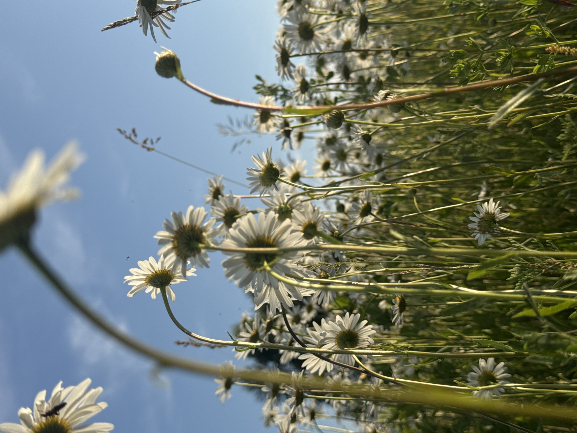 This image shows a low-angle view of a field of daisies under a clear blue sky. Several daisies are in focus, with their white petals and yellow centers visible. Some are looking upwards towards the sky, while others are angled to the side. The stems of the daisies are green and slender, and some appear to be bent. The background is a blur of more daisies and green foliage, with some tall grasses interspersed. A thin, dark stem with a small bud is prominent in the foreground, leaning towards the right. The lighting suggests it is daytime, likely late afternoon or early morning given the warm glow on some of the petals. There are no people or structures visible. The scene appears to be a natural meadow or field, possibly located in or near Старое Шигалеево, Russia, given the context provided.