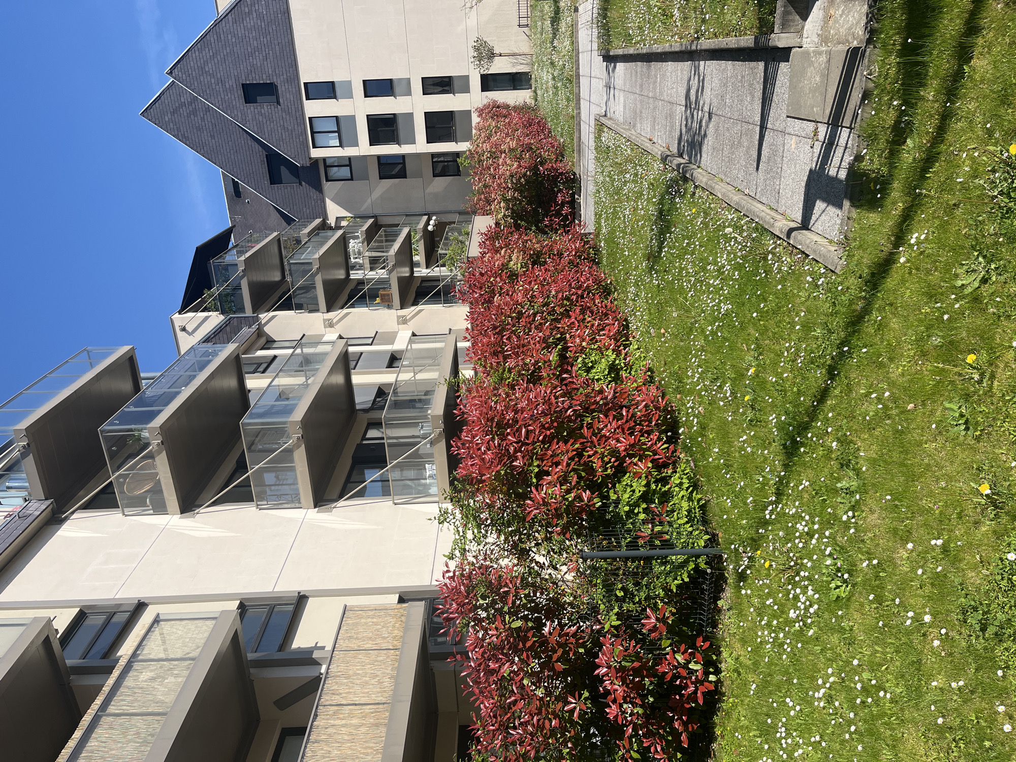 The image shows a modern residential building in Strasbourg, France. The building has a beige facade with multiple floors and balconies featuring glass railings. A row of bushes with red foliage borders the building, running parallel to a concrete walkway. Beyond the walkway, there's a grassy area filled with daisies. The sky is clear and blue. There are no people visible in the image. The architecture and landscaping suggest a contemporary urban environment.