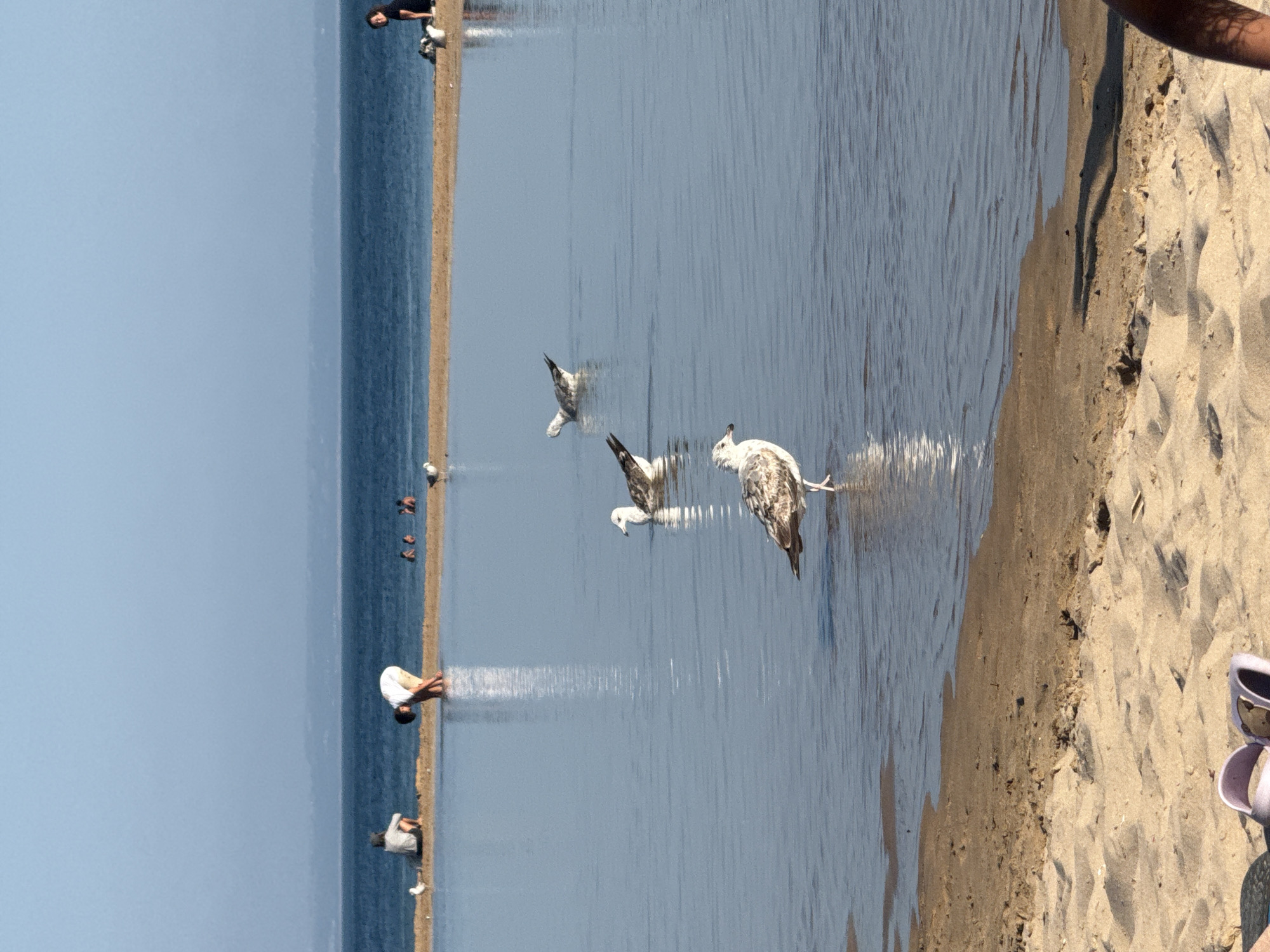 The image depicts a serene coastal scene, likely in Cascais, Portugal, characterized by a calm body of water reflecting the clear blue sky and a distant shoreline. In the foreground, sand textures indicate a beach setting. Several seagulls are present in the water and on the sand. One seagull stands in shallow water in the foreground, facing left. Another is further out in the water, also facing left. Two more seagulls are partially visible in the middle ground, one swimming and another appearing to preen.
In the background, a narrow strip of sand separates the shallow water from the sea. Several individuals are visible on this sandy strip and in the sea. One person is seated on the sand facing left, with a seagull nearby. Another person is bent over in the shallow water, appearing to interact with it. Further to the right, several people are in the sea, and another individual is seated on the sand. The overall atmosphere is one of leisure and natural beauty.