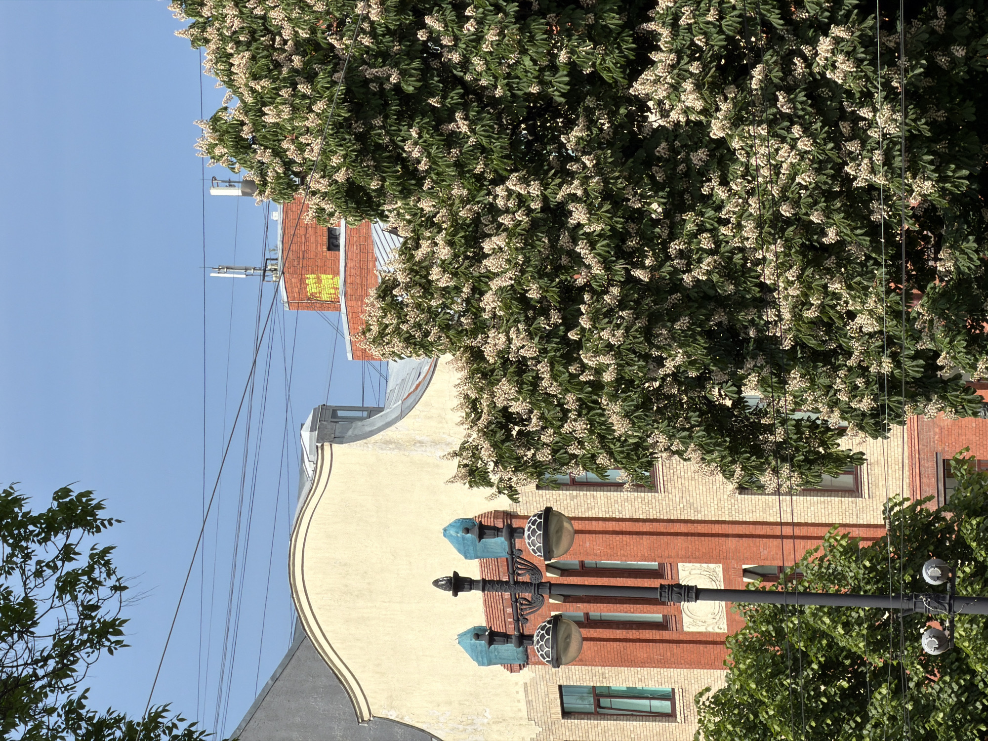The image captures an urban street scene in Saint Petersburg, Russia, under a clear, sunny sky during the daytime. The most prominent subject is a large, leafy tree laden with numerous clusters of white or cream-colored blossoms, occupying a significant portion of the frame. Its dense canopy suggests a vibrant, possibly spring or early summer, season.
Behind and partially obscured by the tree, several buildings are visible. One building, to the right, features a facade primarily of red brick with sections of lighter, yellowish-cream brick, and rectangular windows. On its upper part or a nearby roof, communication equipment or antennas are visible against the blue sky, crisscrossed by multiple utility lines. On a red brick section of this building, there is some yellow graffiti or writing, partially obscured and challenging to decipher clearly.
To the left, another building displays a smooth, light yellow or cream-colored facade with a distinctive, elegant vertical curve as an architectural detail. In the mid-ground, an ornate black streetlamp stands out. It features two traditional-style globes and two unique, dome-shaped lanterns with a light blue tint. Another, simpler dark pole with two white light fixtures is also visible amidst the lower tree foliage. No people or specific activities are depicted, giving the scene a calm and static quality. The bright light and absence of clouds confirm fair weather conditions.