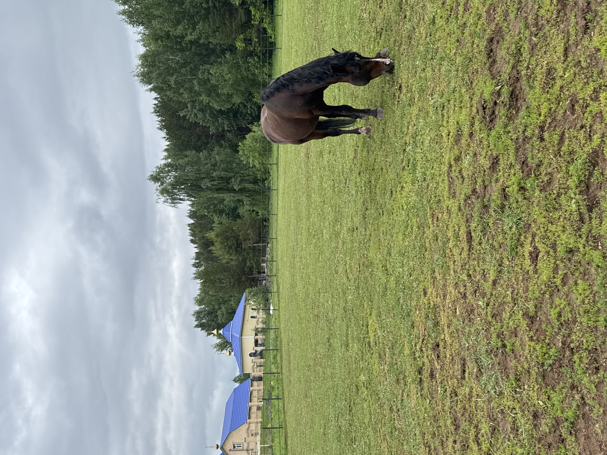 The image shows a dark brown horse in a grassy field in Chaikovsky, Russia. The horse is bent over, possibly grazing. In the background, there are trees and a building with a blue roof and golden domes, which suggests it might be a church. The sky is overcast. The field appears to be muddy in some areas.