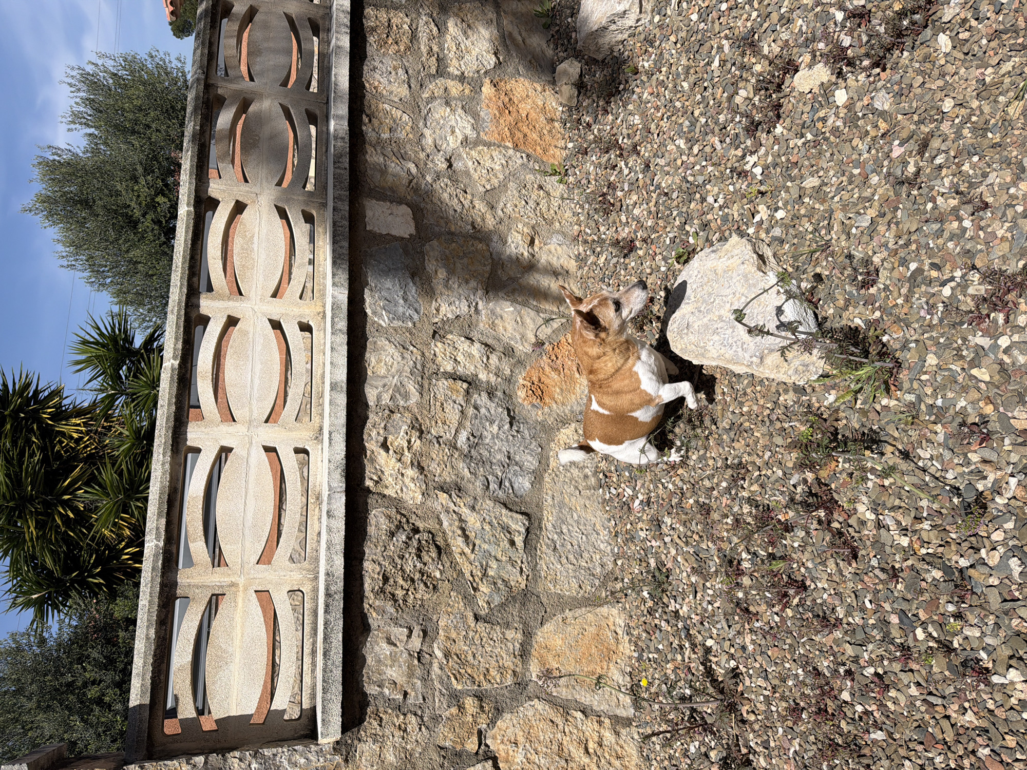 The scene is an outdoor area in Mont-roig del Camp, Spain, featuring a dog sitting near a stone wall and a decorative concrete divider. The dog, tan and white, is positioned on an area covered with small pebbles and sparse vegetation. Adjacent to the dog is a large, irregularly shaped stone. Behind the dog is a stone wall constructed from various sized rocks and stones. To the left of the stone wall is a concrete structure with decorative oval openings, revealing glimpses of foliage and the sky. The sky is partially visible with some blue and light cloud cover.
